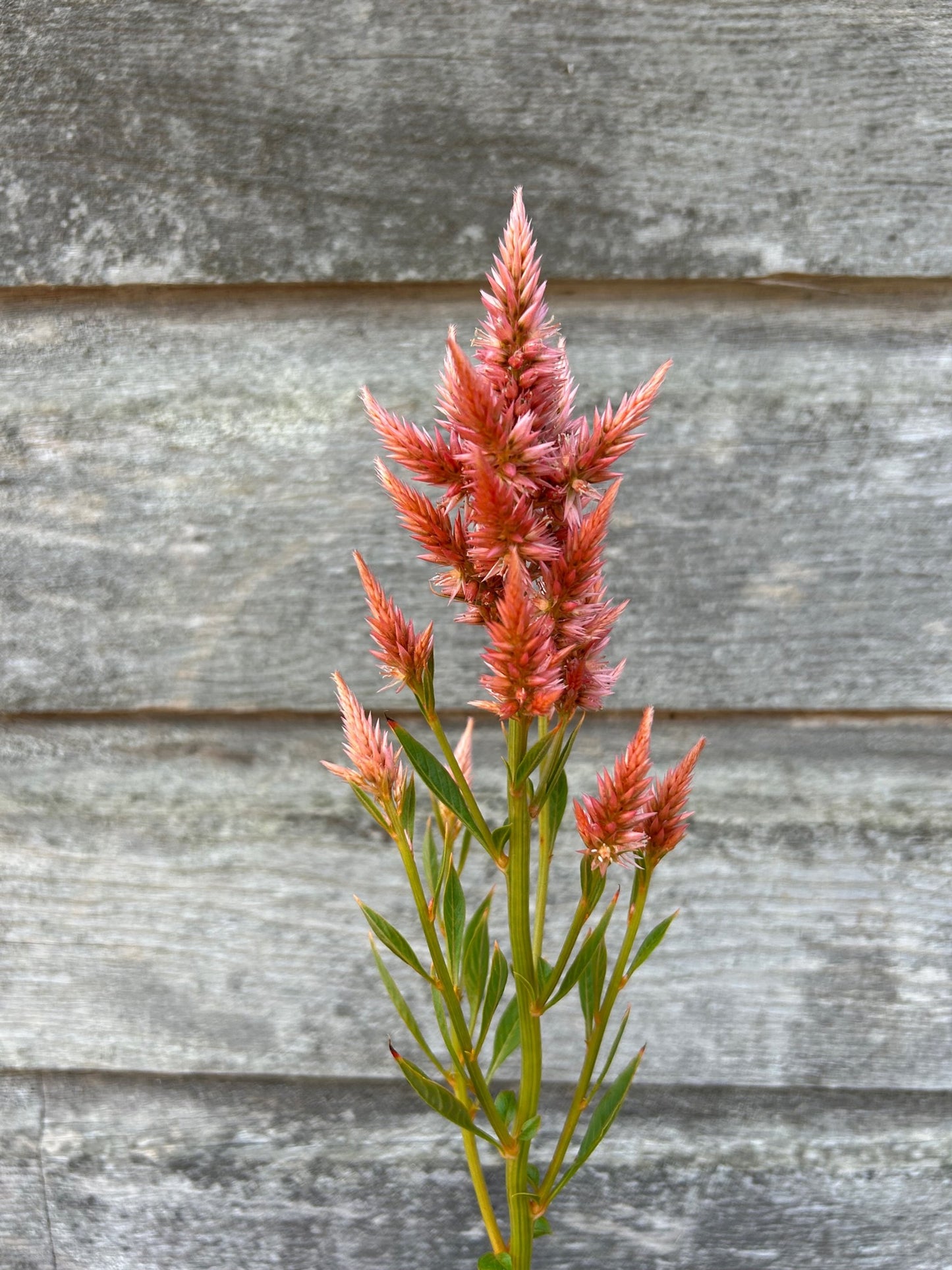 Celosia - Celway Terracotta