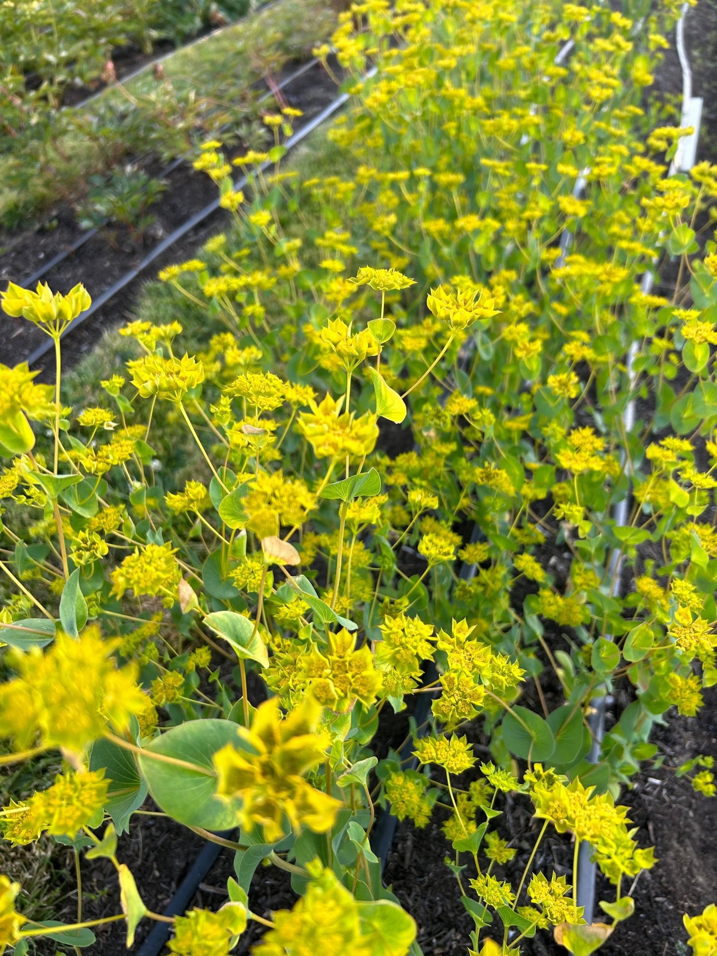 Bupleurum - Griffithi