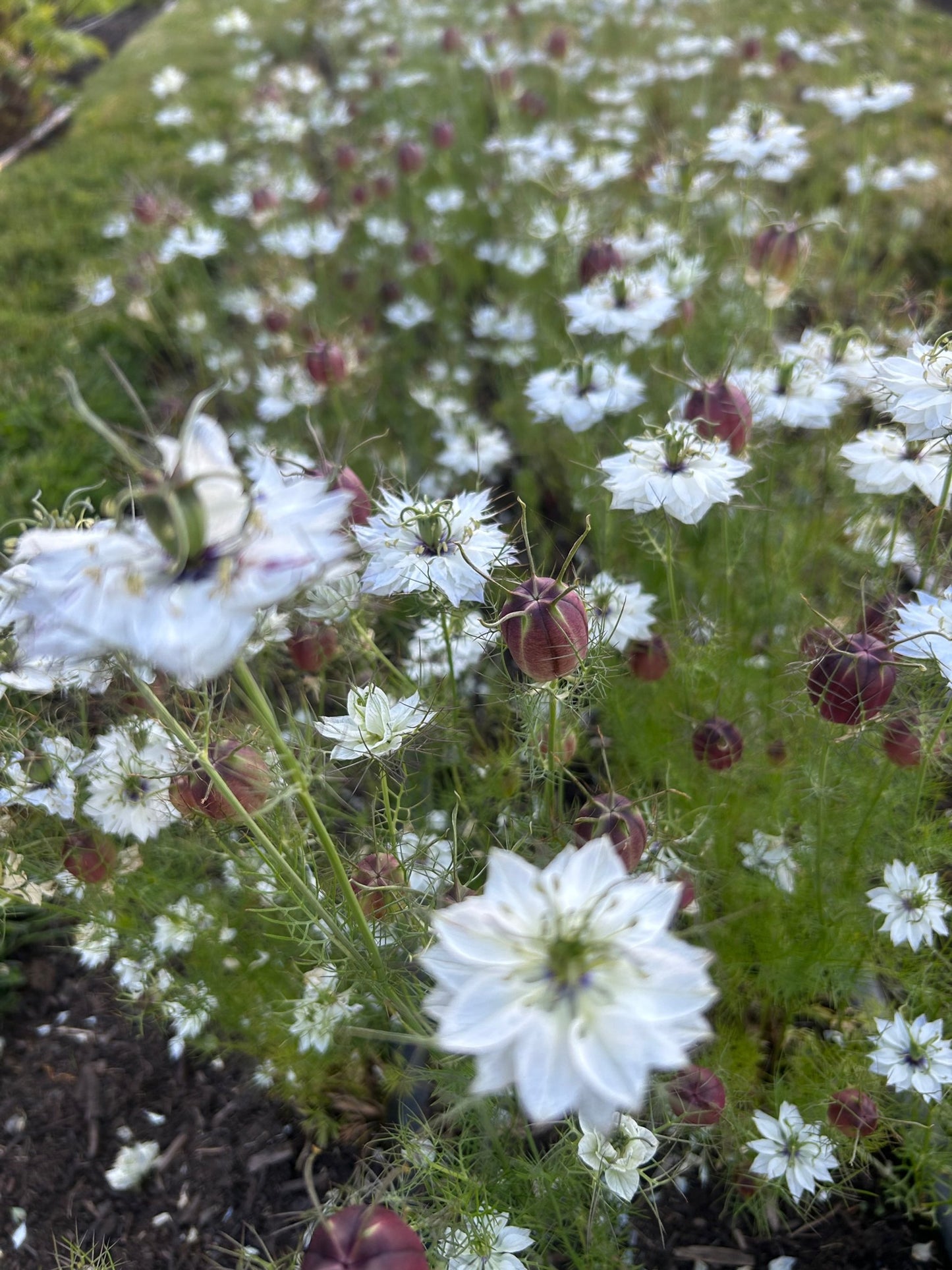 Nigella - Cramer's Plum