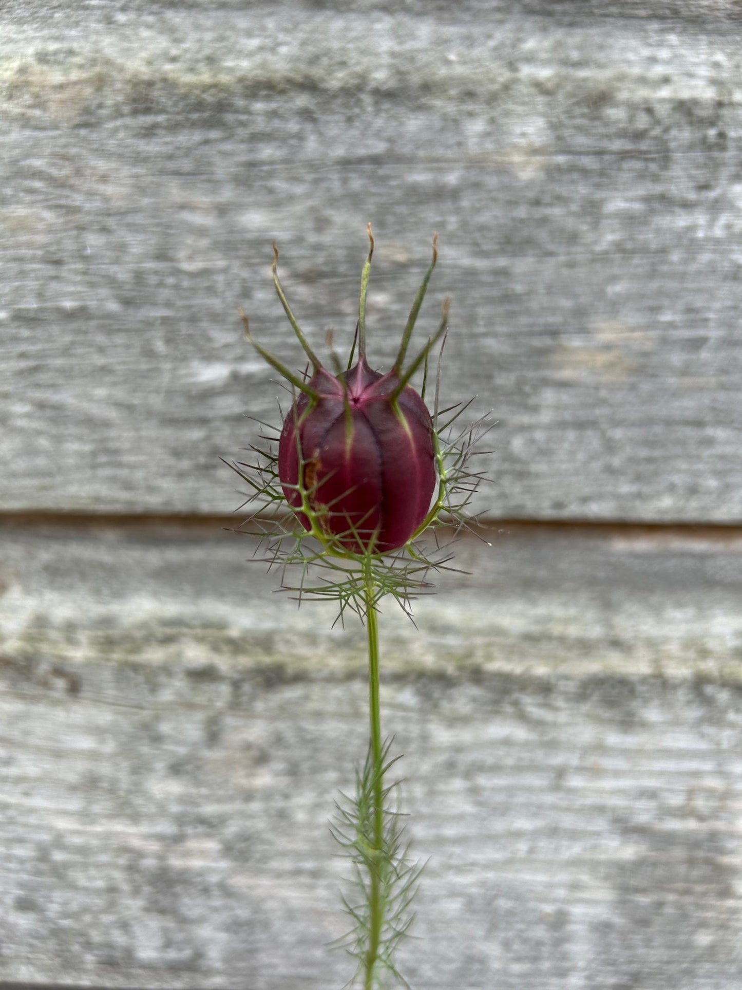 Nigella - Cramer's Plum