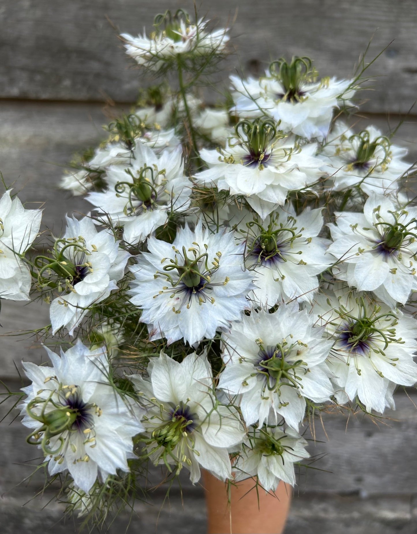 Nigella - Cramer's Plum