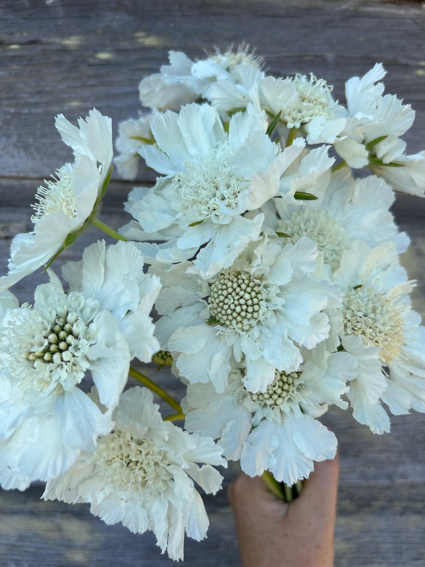 Scabiosa - Fama White