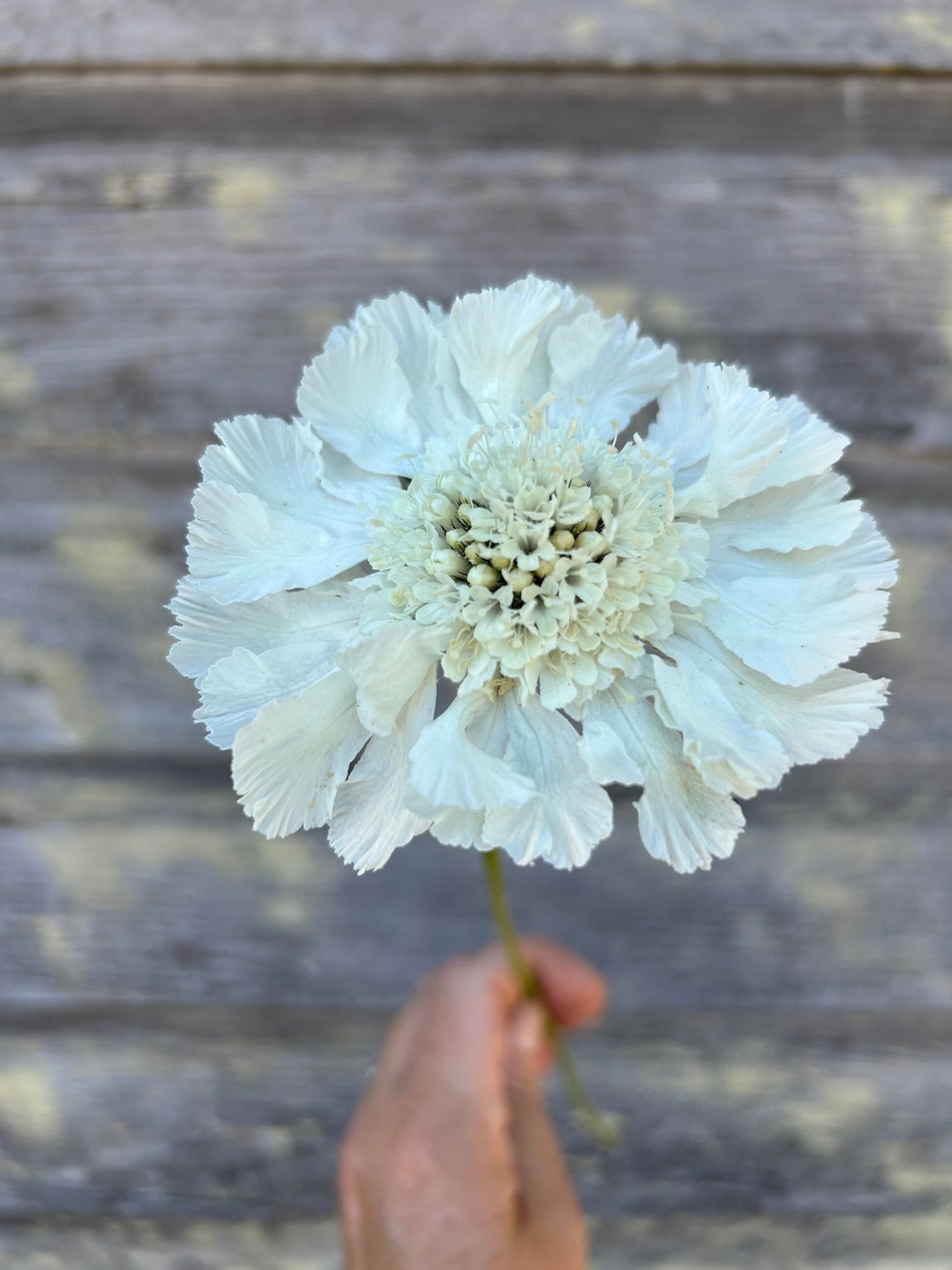Scabiosa - Fama White