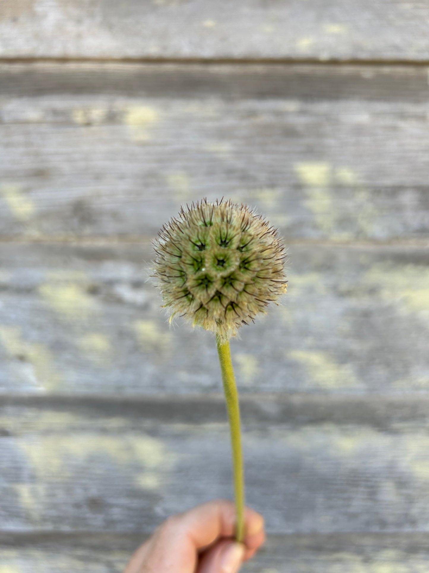Scabiosa - Fama White
