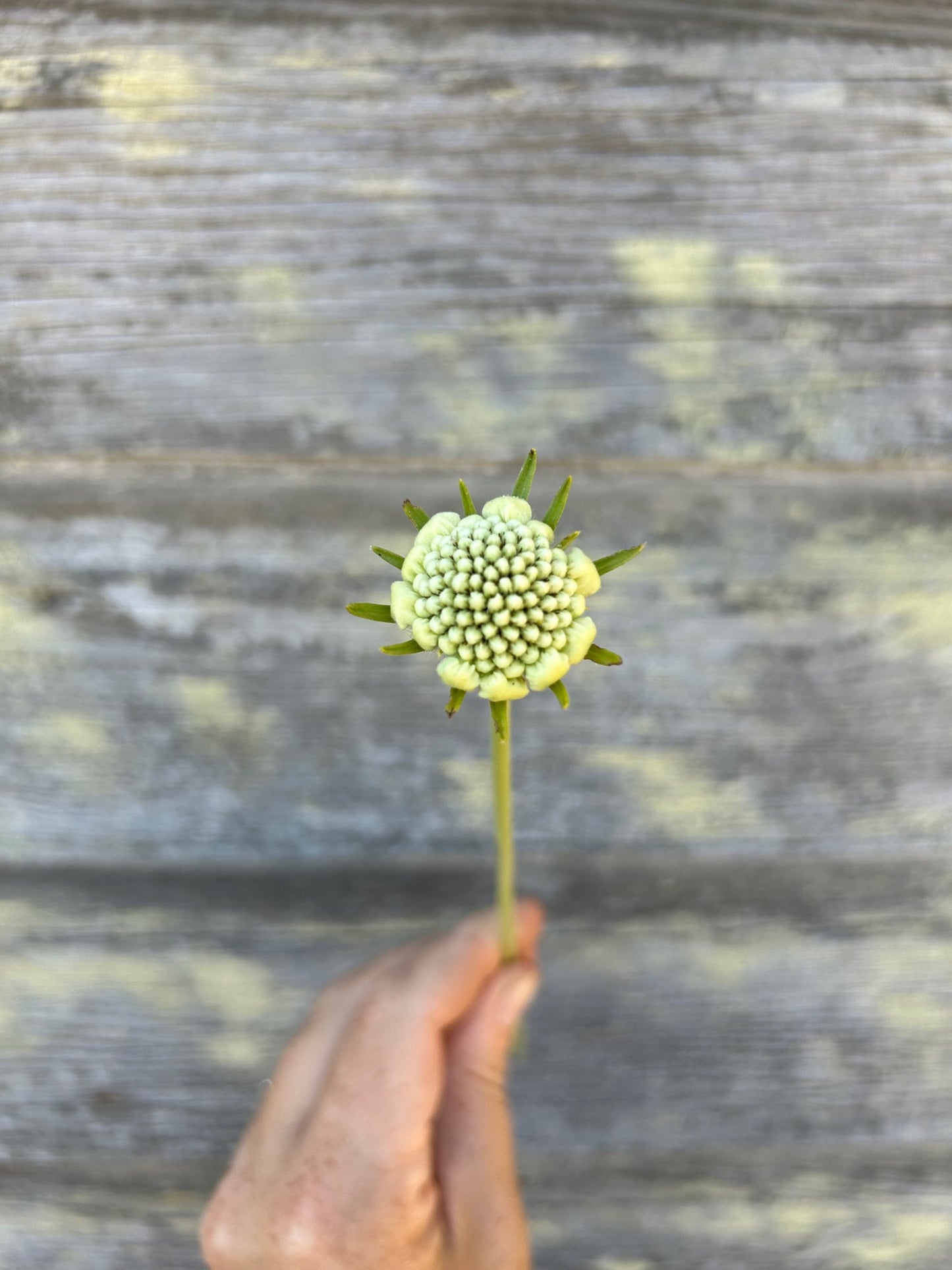 Scabiosa - Fama White