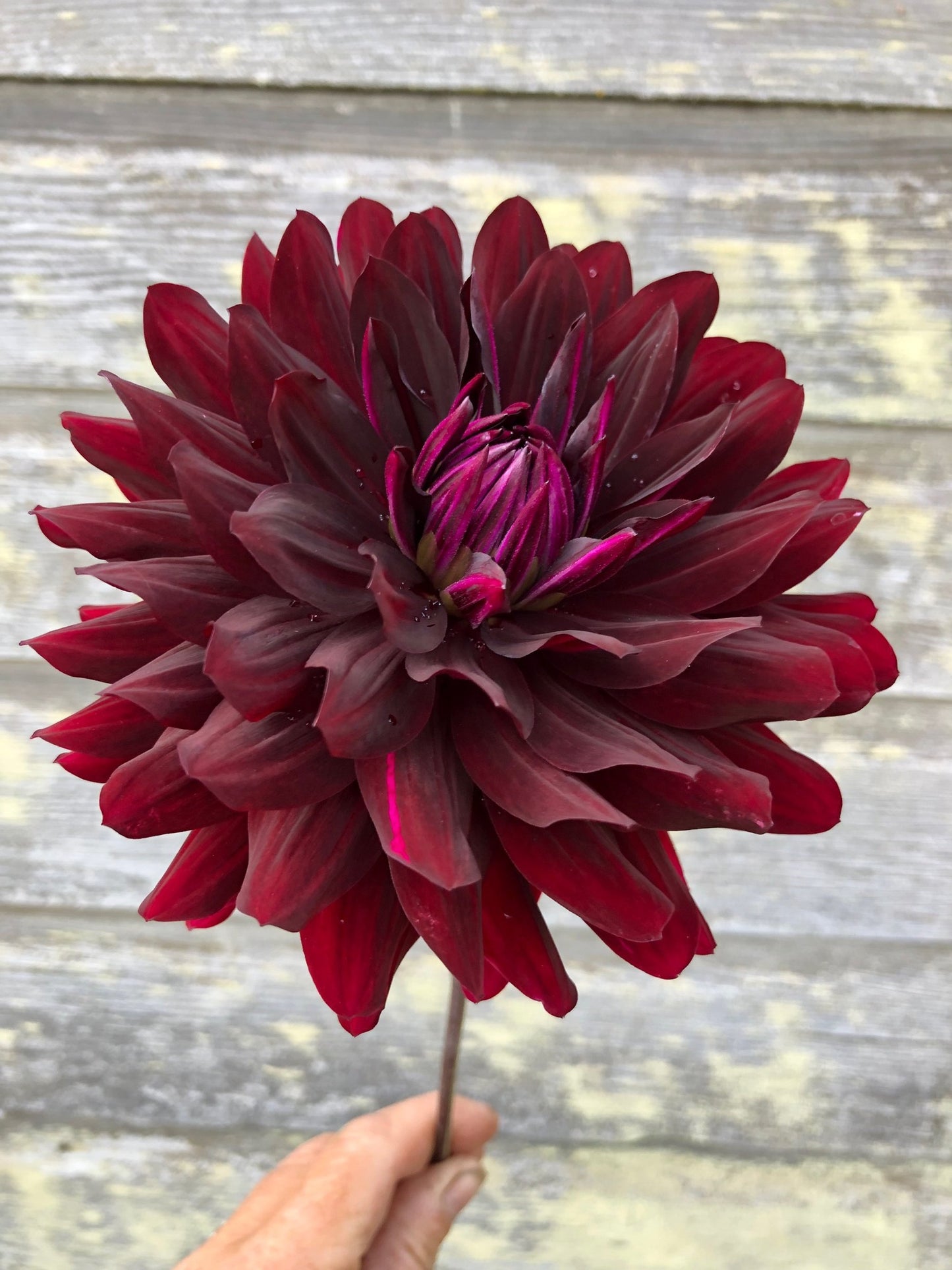 Hollyhill Black Beauty