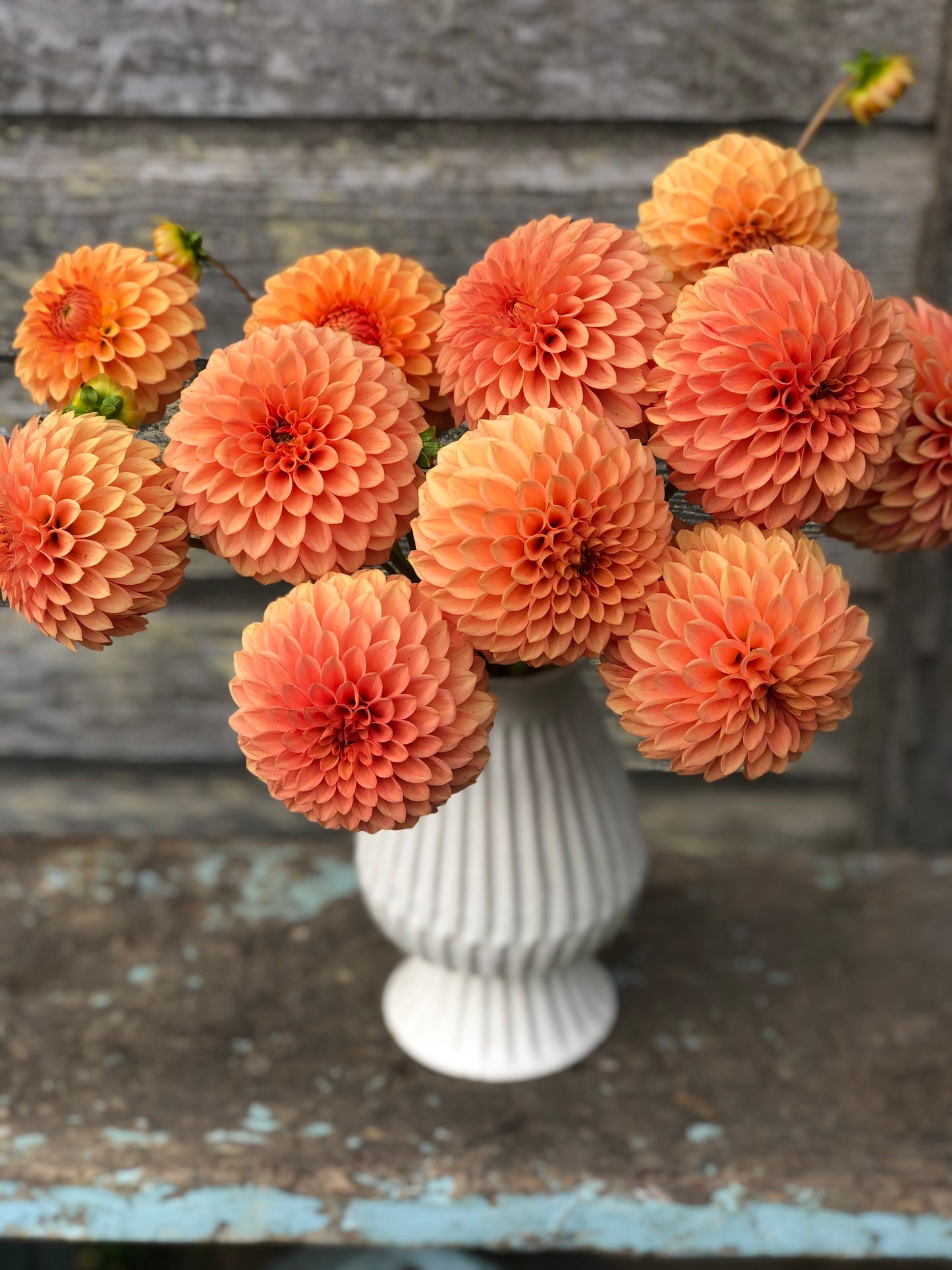Caleb's Orange Crush