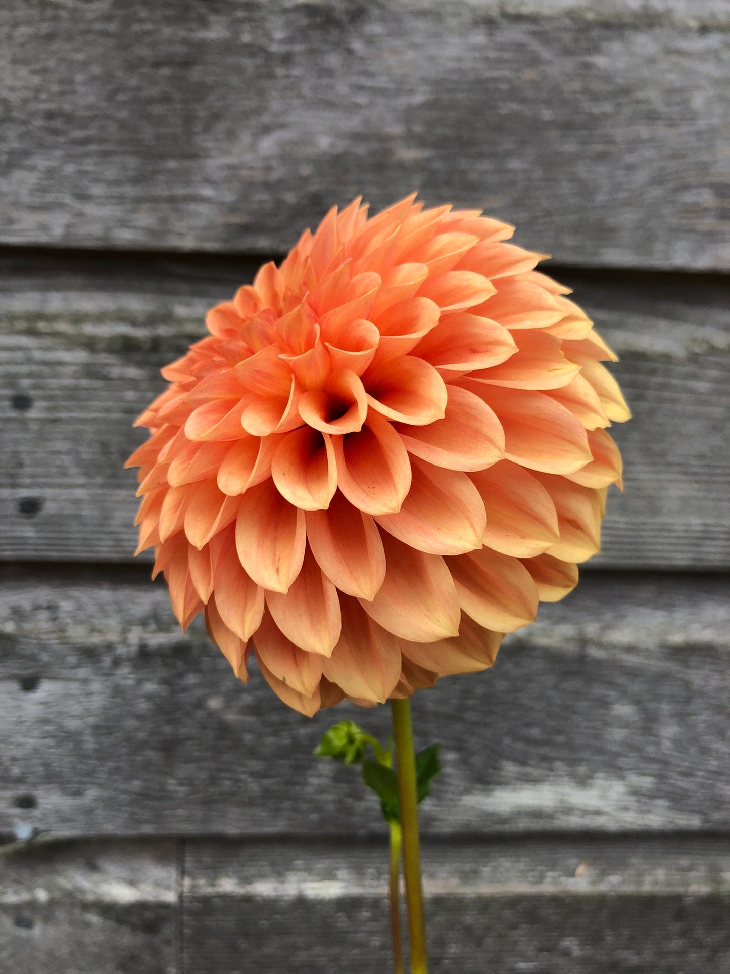 Caleb's Orange Crush