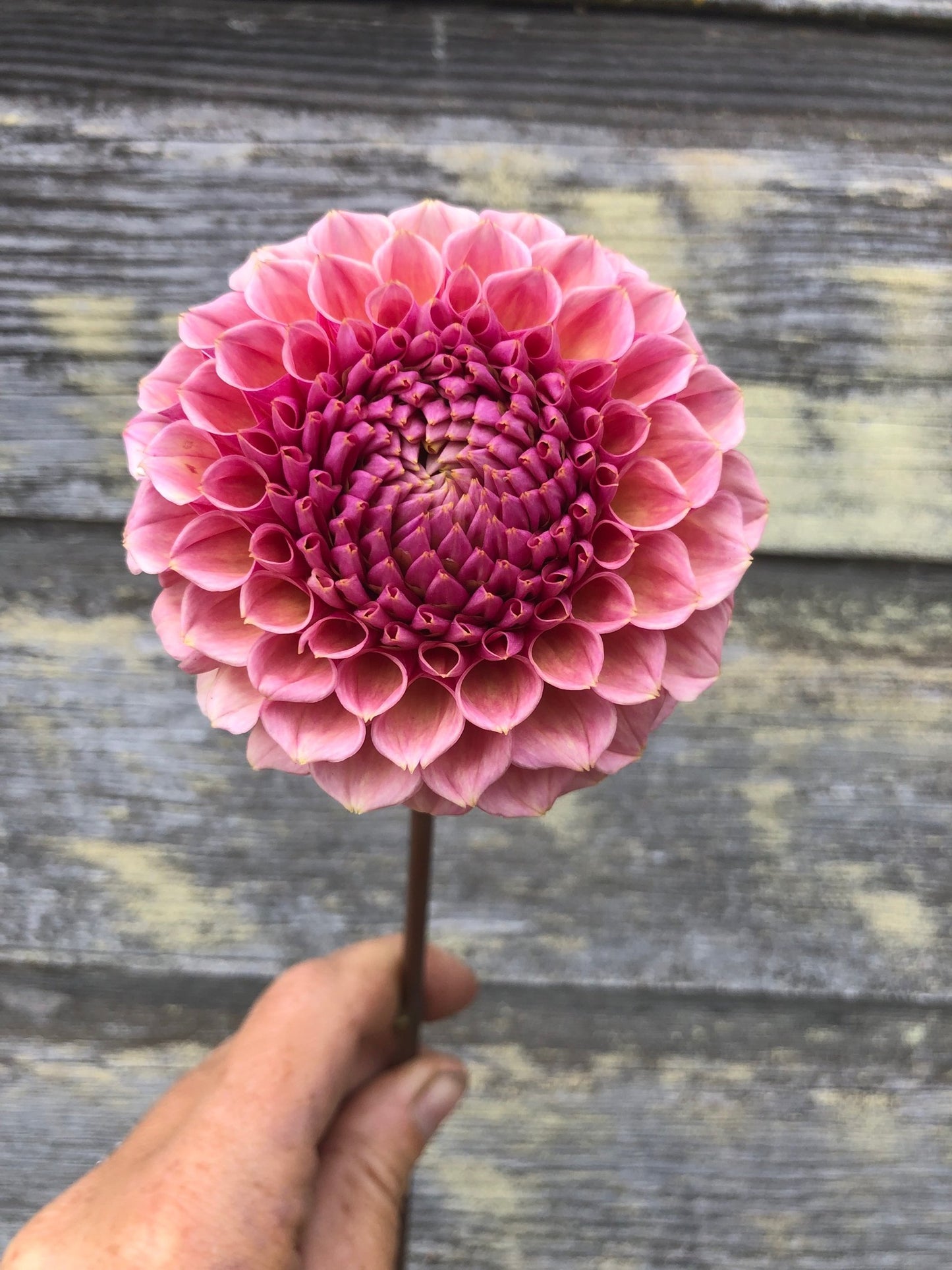 Bracken Rose
