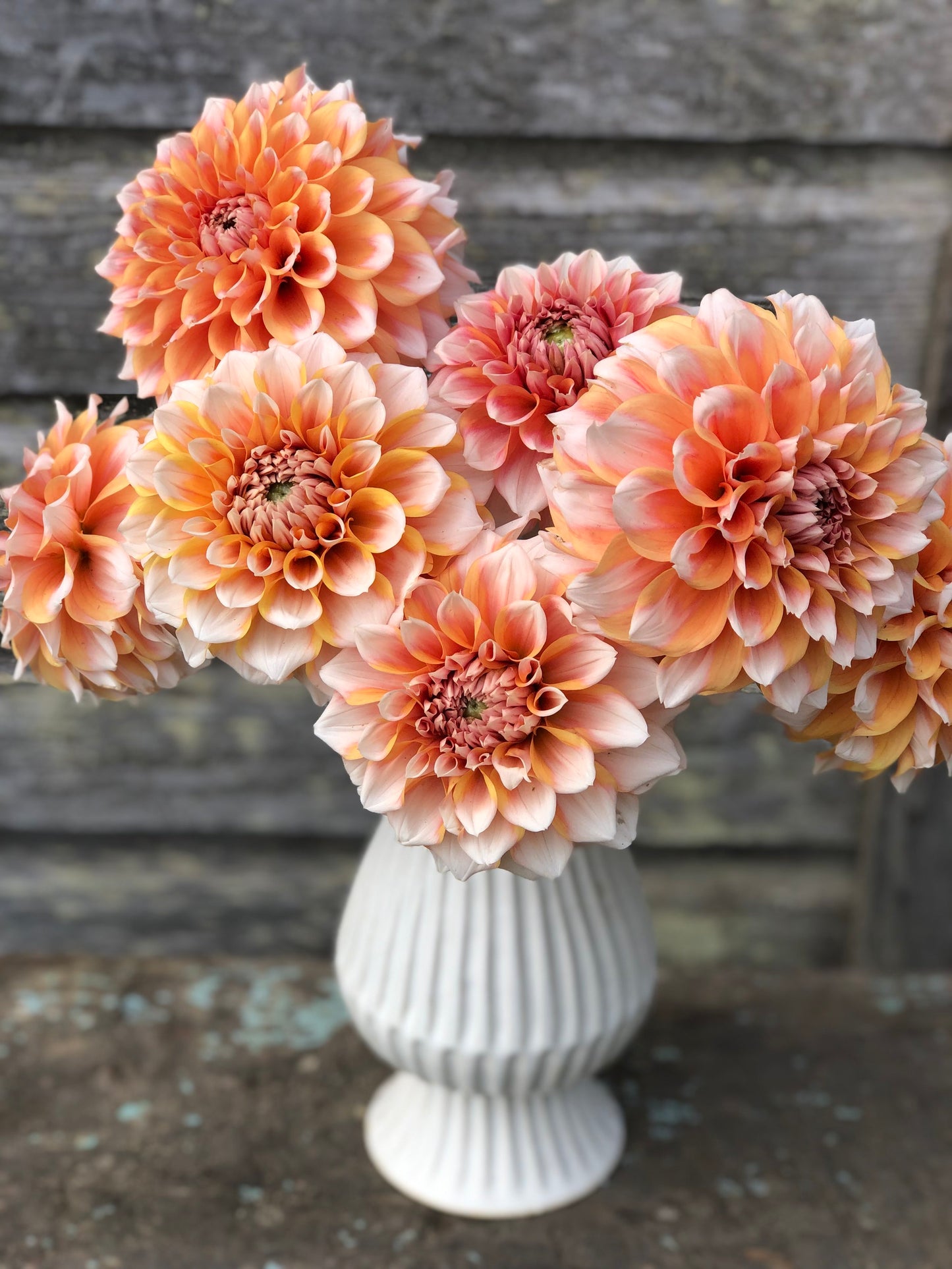 Hollyhill Orange Ice