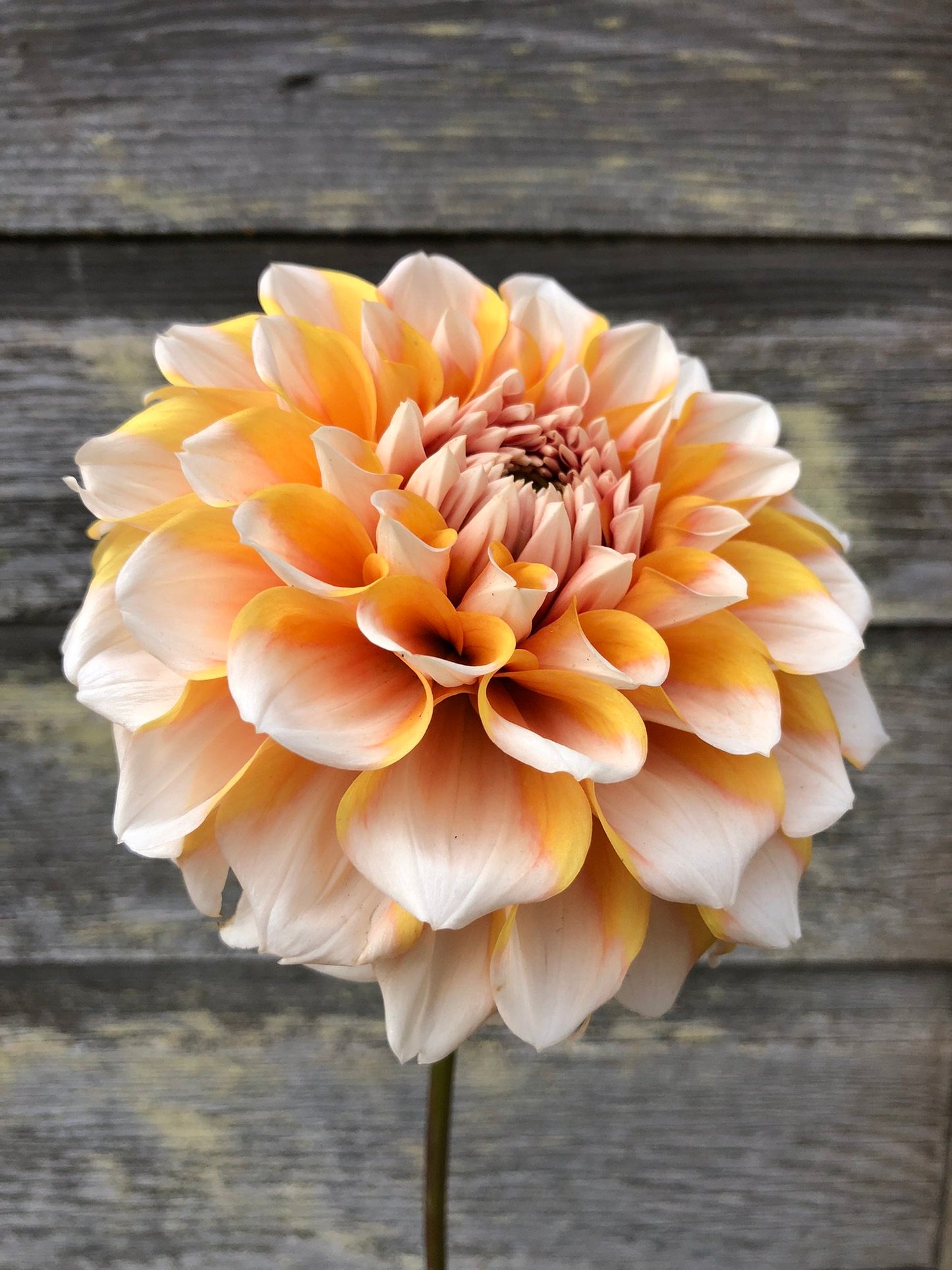 Hollyhill Orange Ice