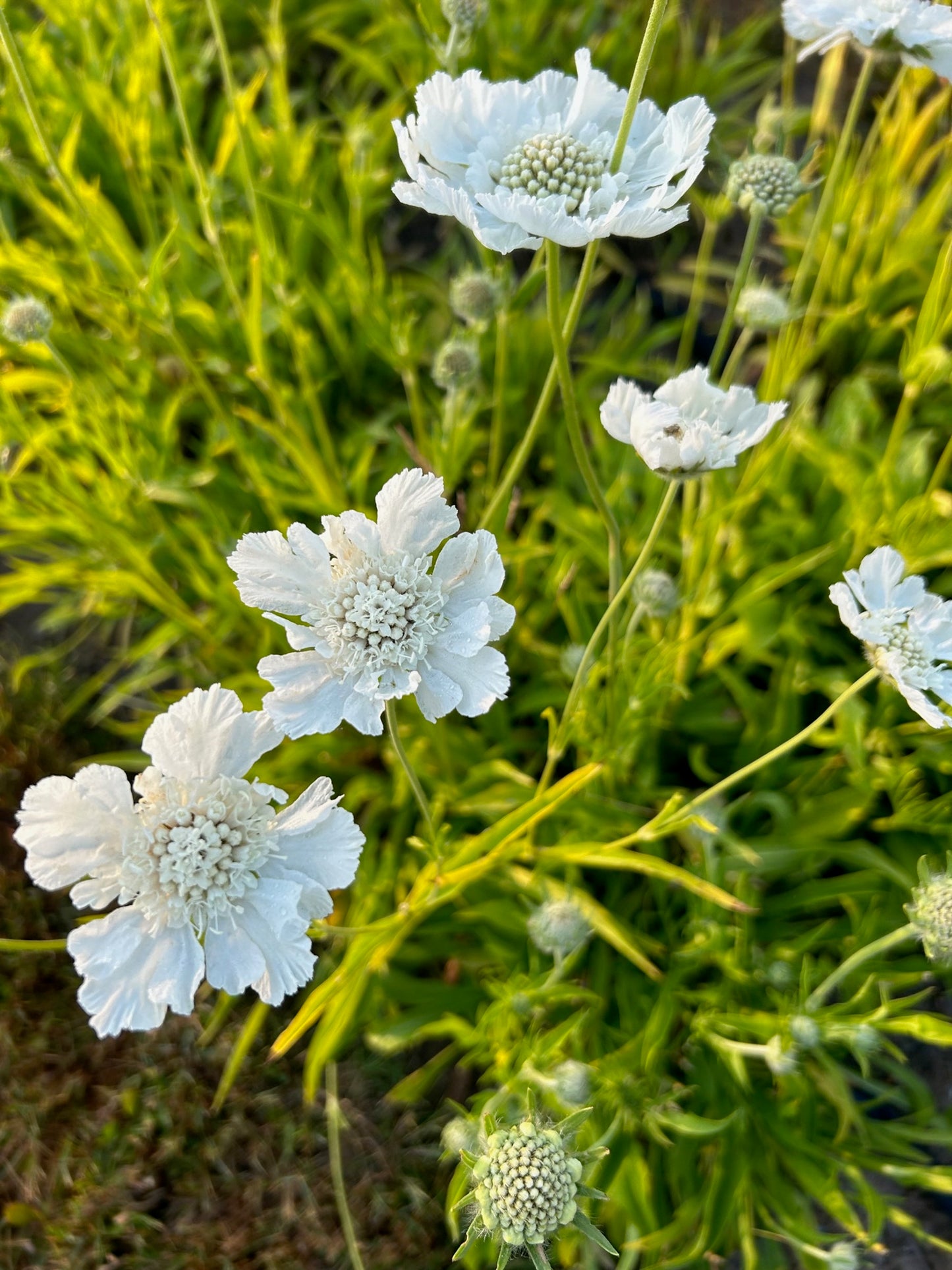 Scabiosa - Fama White