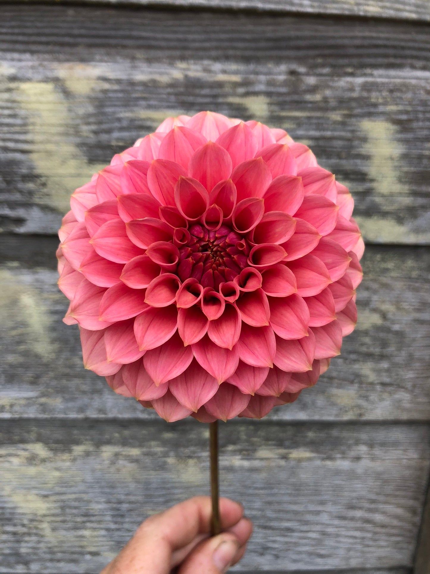 KA's® Keltie Rose - LIMIT 1