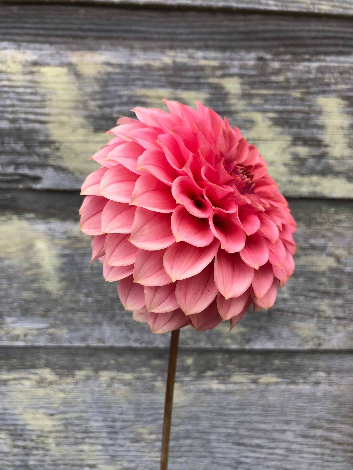 KA's® Keltie Rose - LIMIT 1