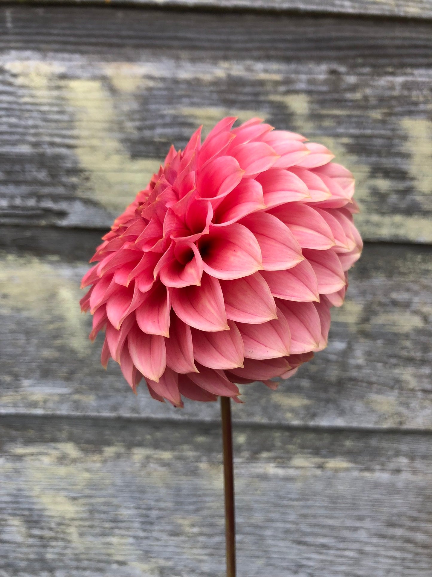 KA's® Keltie Rose - LIMIT 1