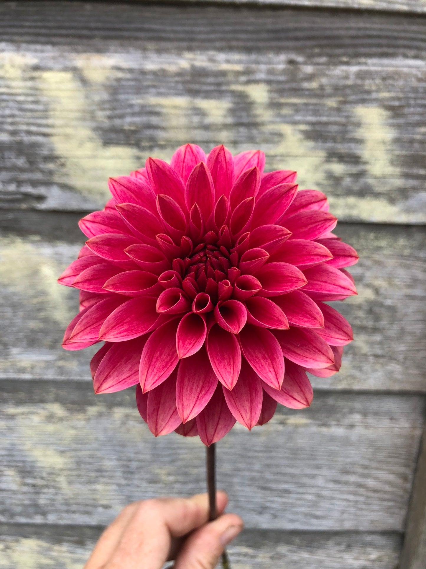 KA's® Rosie Jo - LIMIT 1