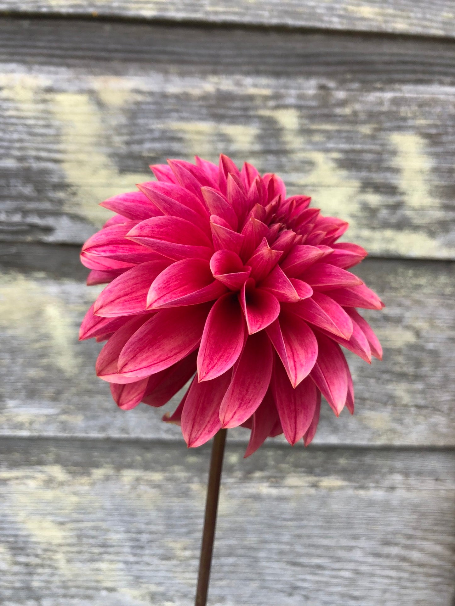 KA's® Rosie Jo - LIMIT 1