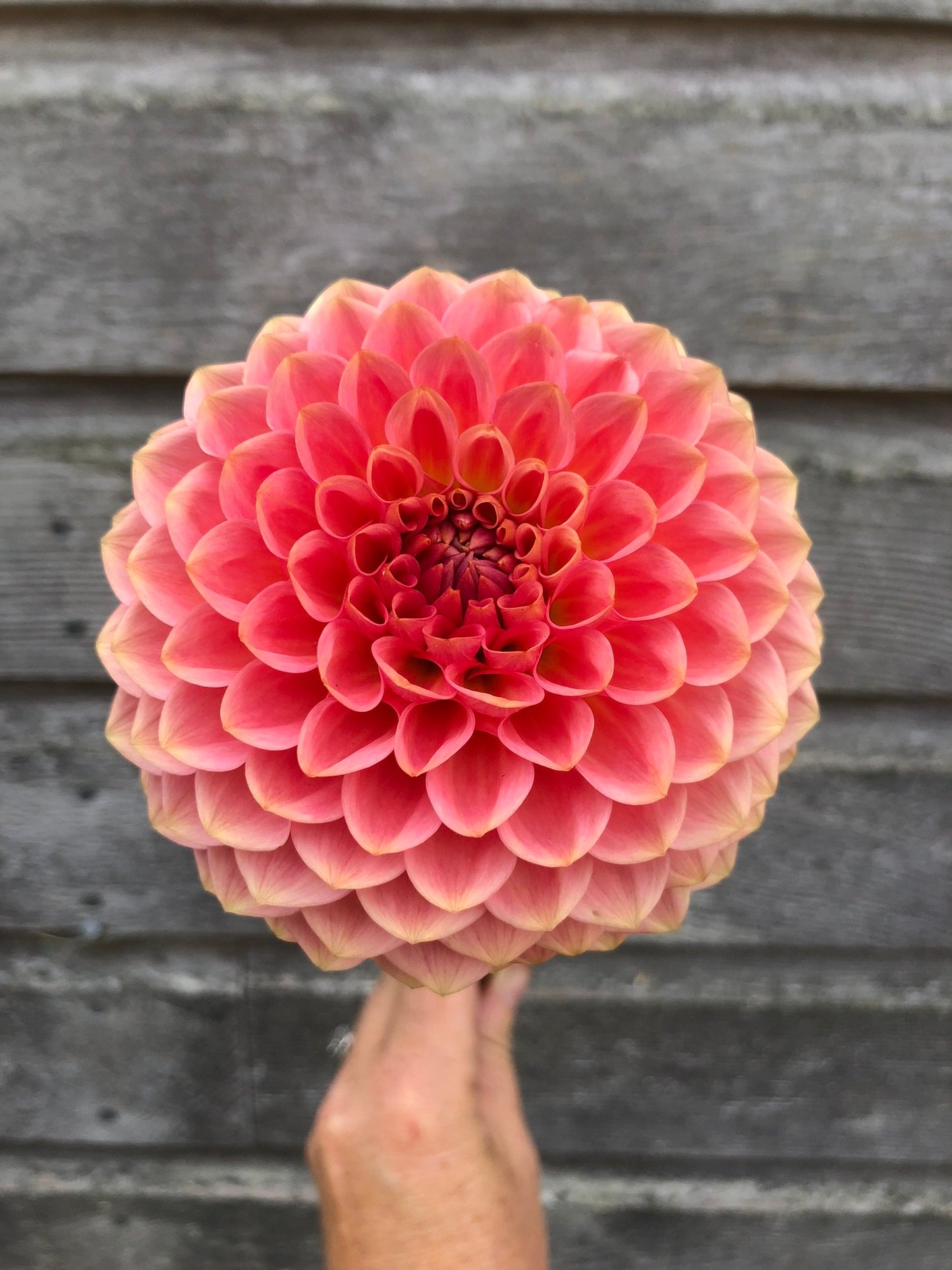 20th Avenue Softer Peach