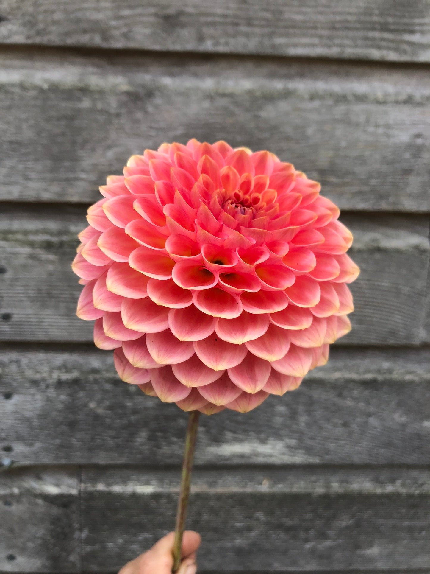 20th Avenue Softer Peach