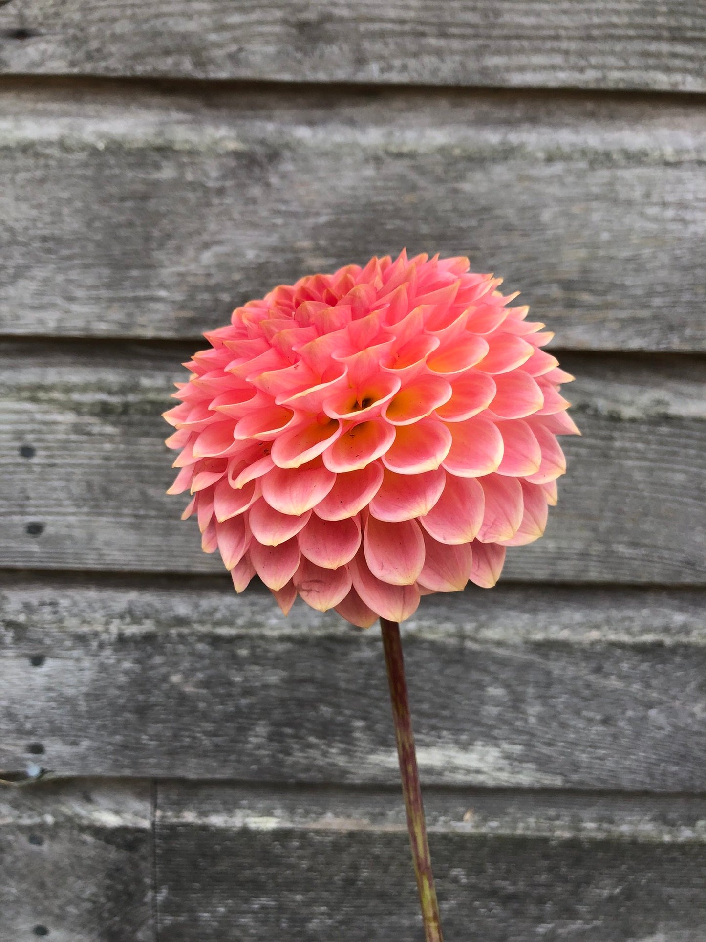 20th Avenue Softer Peach