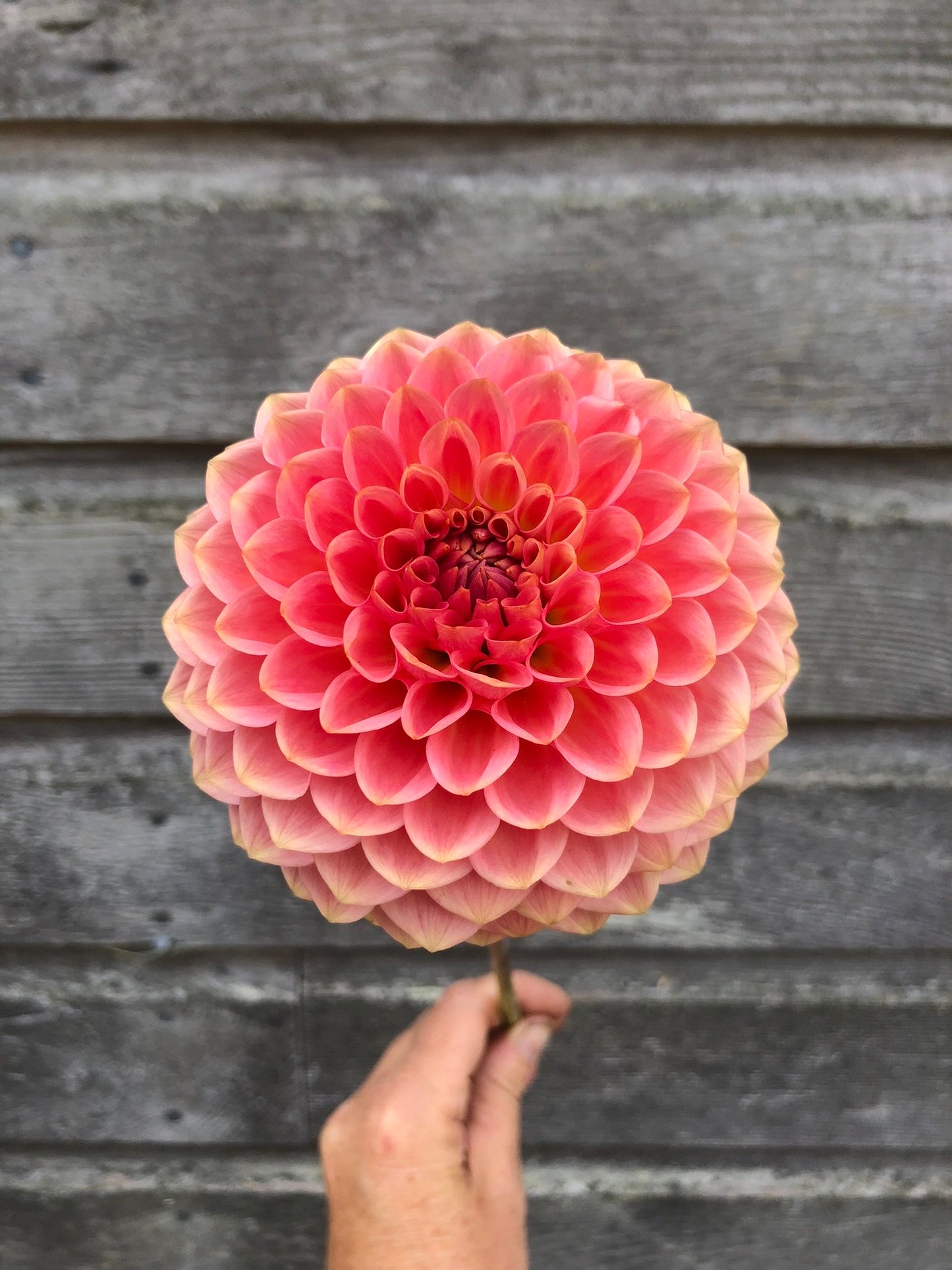 20th Avenue Softer Peach