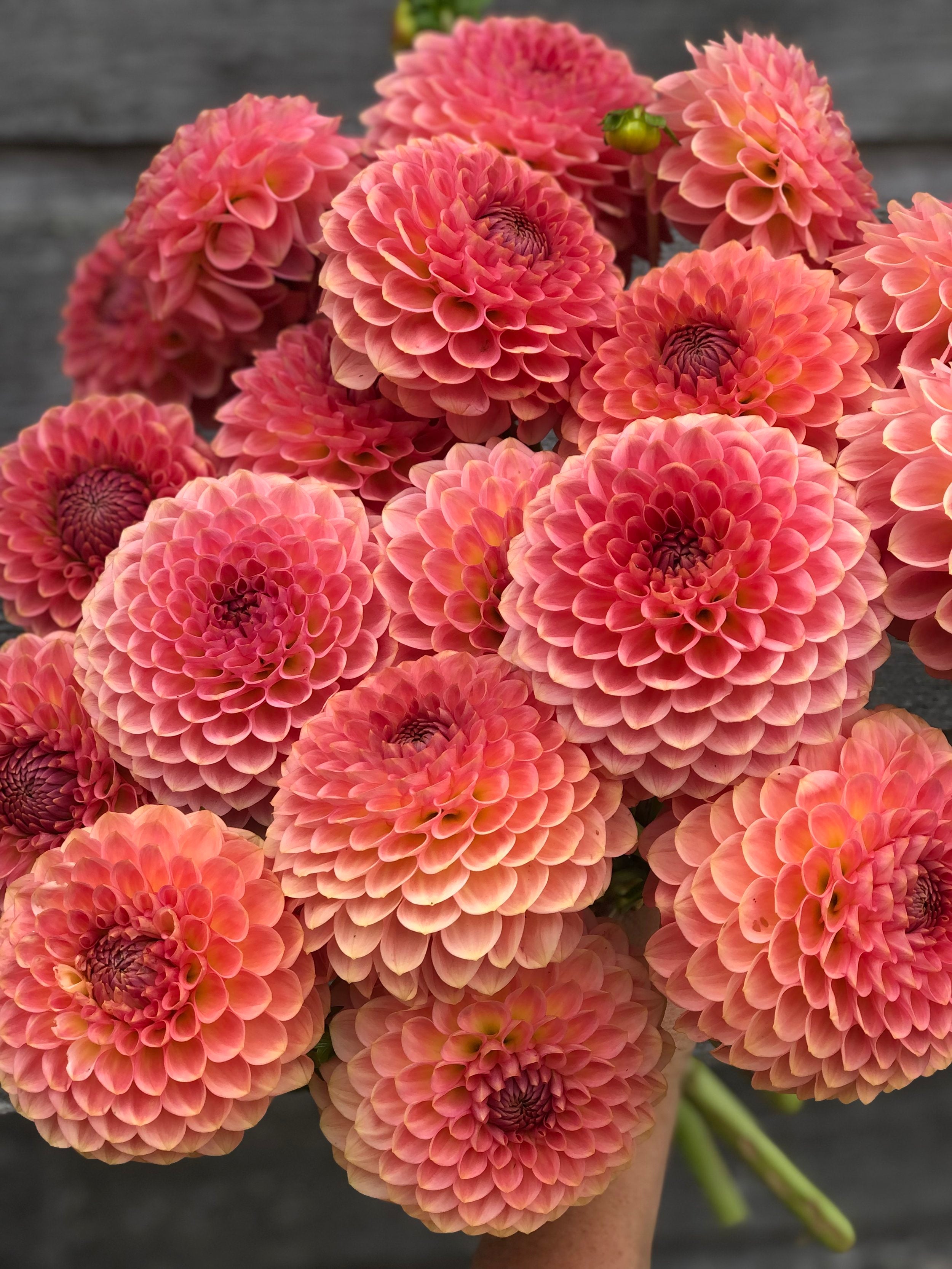 20th Avenue Softer Peach â The Farmhouse Flower Farm