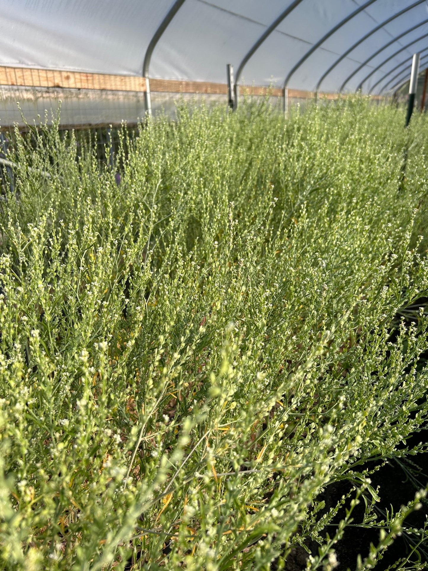 Cress - Persian Cress