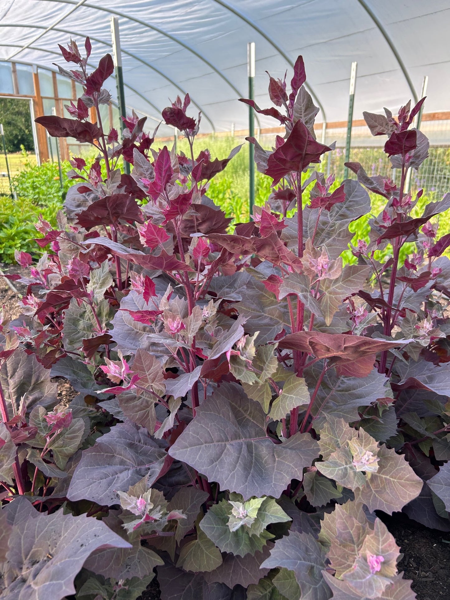 Orach - Copper Plume