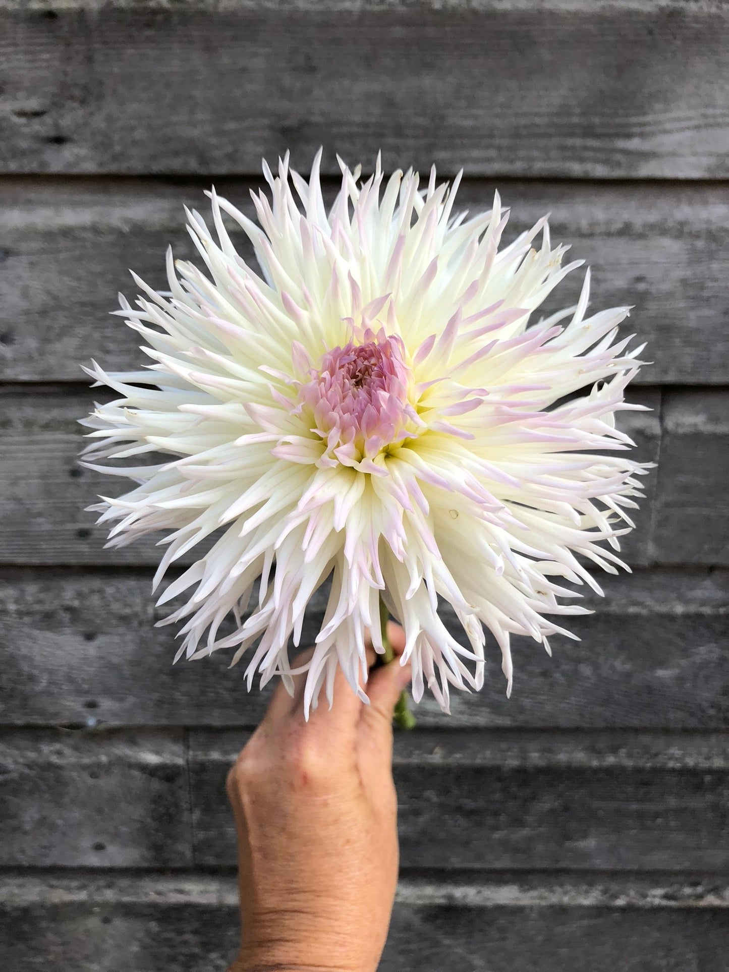 Normandie Wedding Day - LIMIT 1