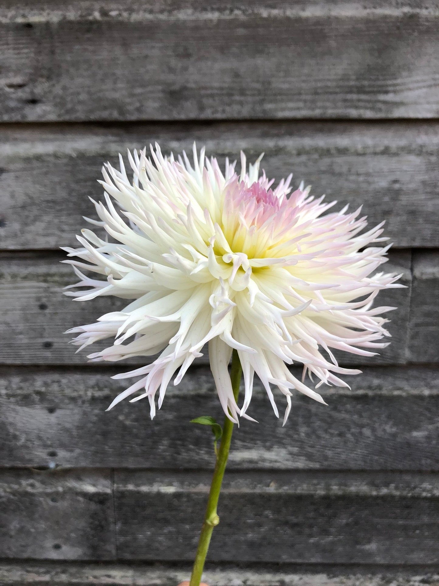 Normandie Wedding Day - LIMIT 1