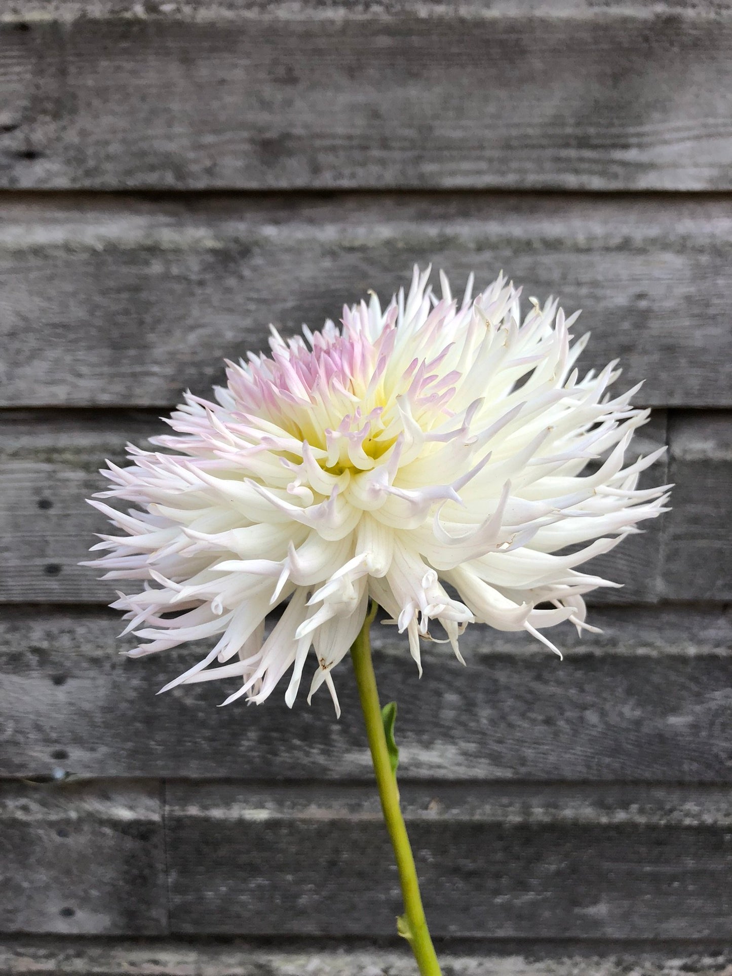 Normandie Wedding Day - LIMIT 1