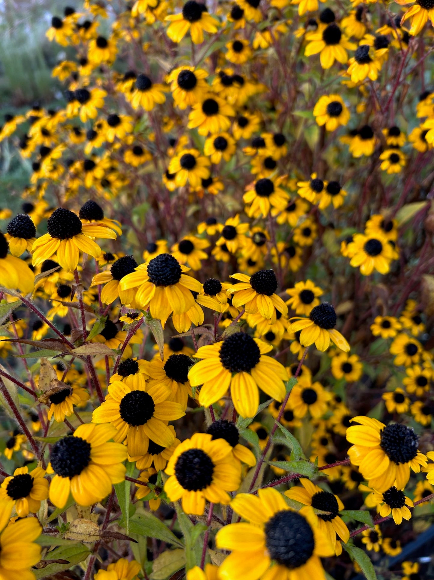Rudbeckia - Triloba Macau