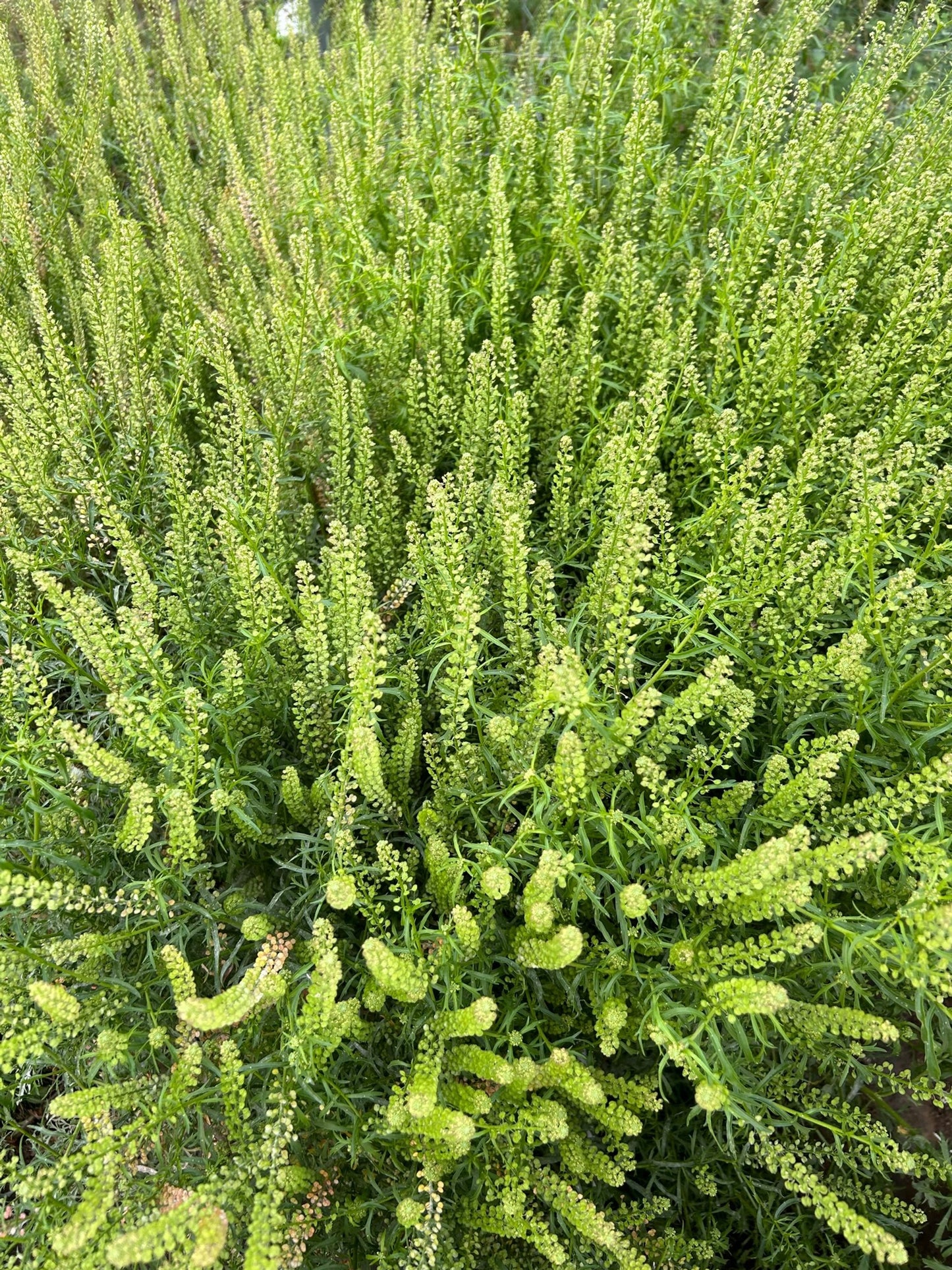 Cress - Green Dragon