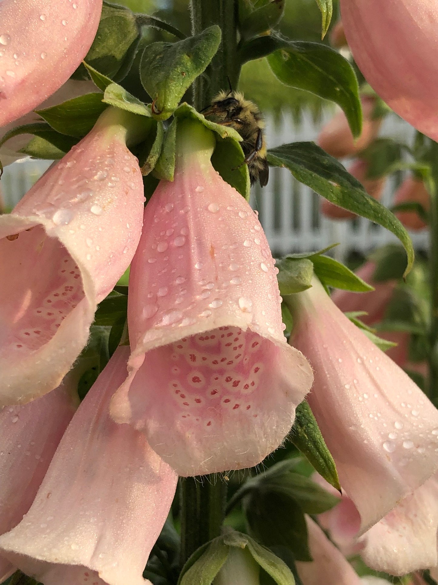 Foxglove - Apricot Beauty