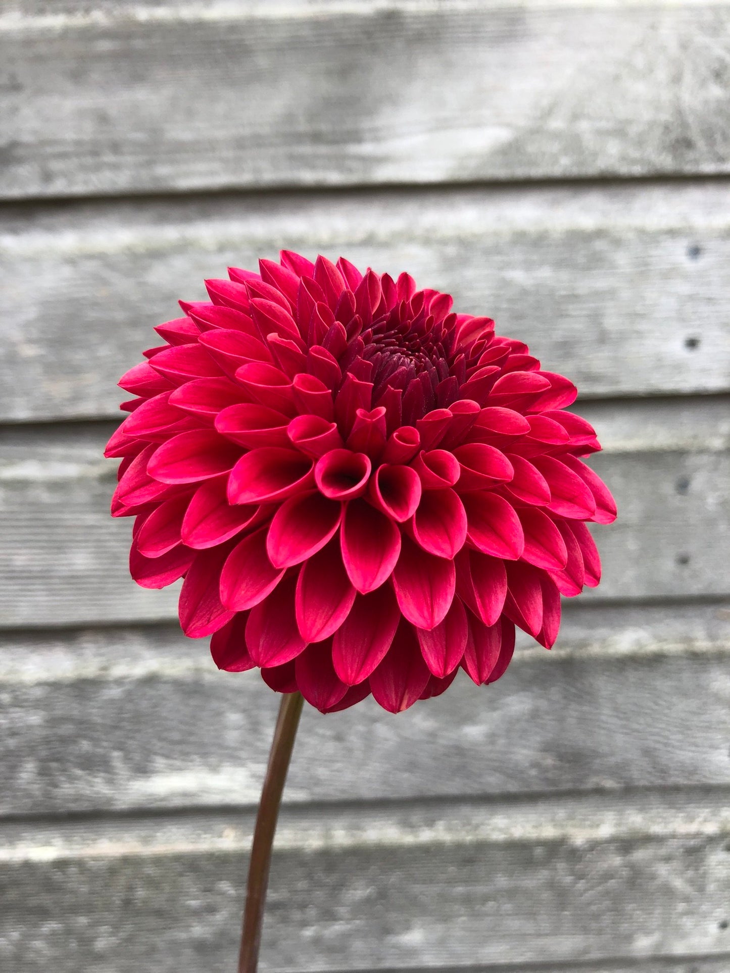 KA's® Keltie Cherry - LIMIT 1
