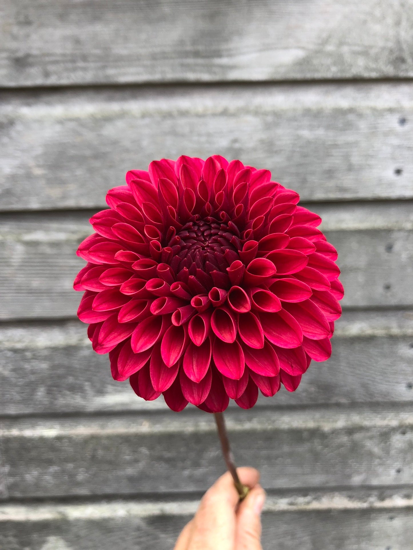 KA's® Keltie Cherry - LIMIT 1