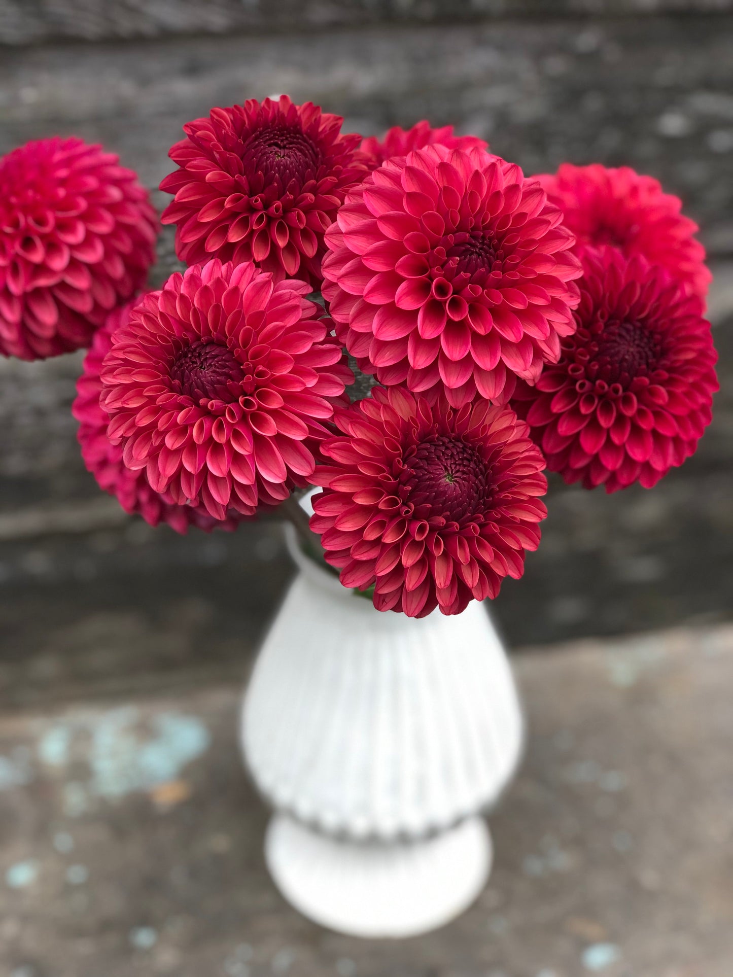 KA's® Keltie Cherry - LIMIT 1