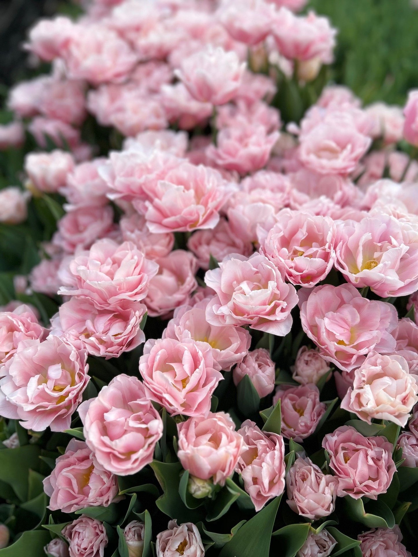 Tulip - Dreamer