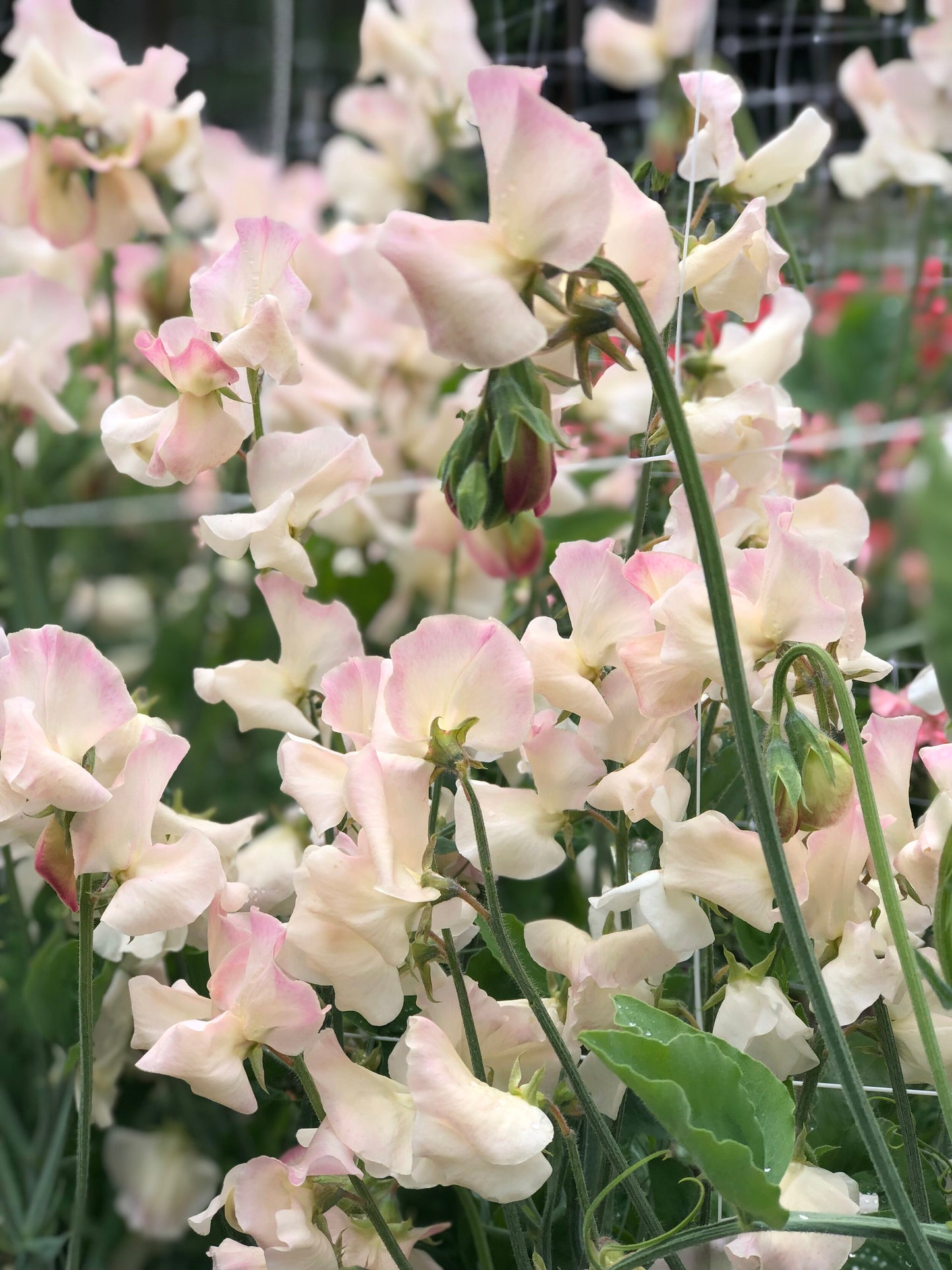 Sweet Pea - Bix