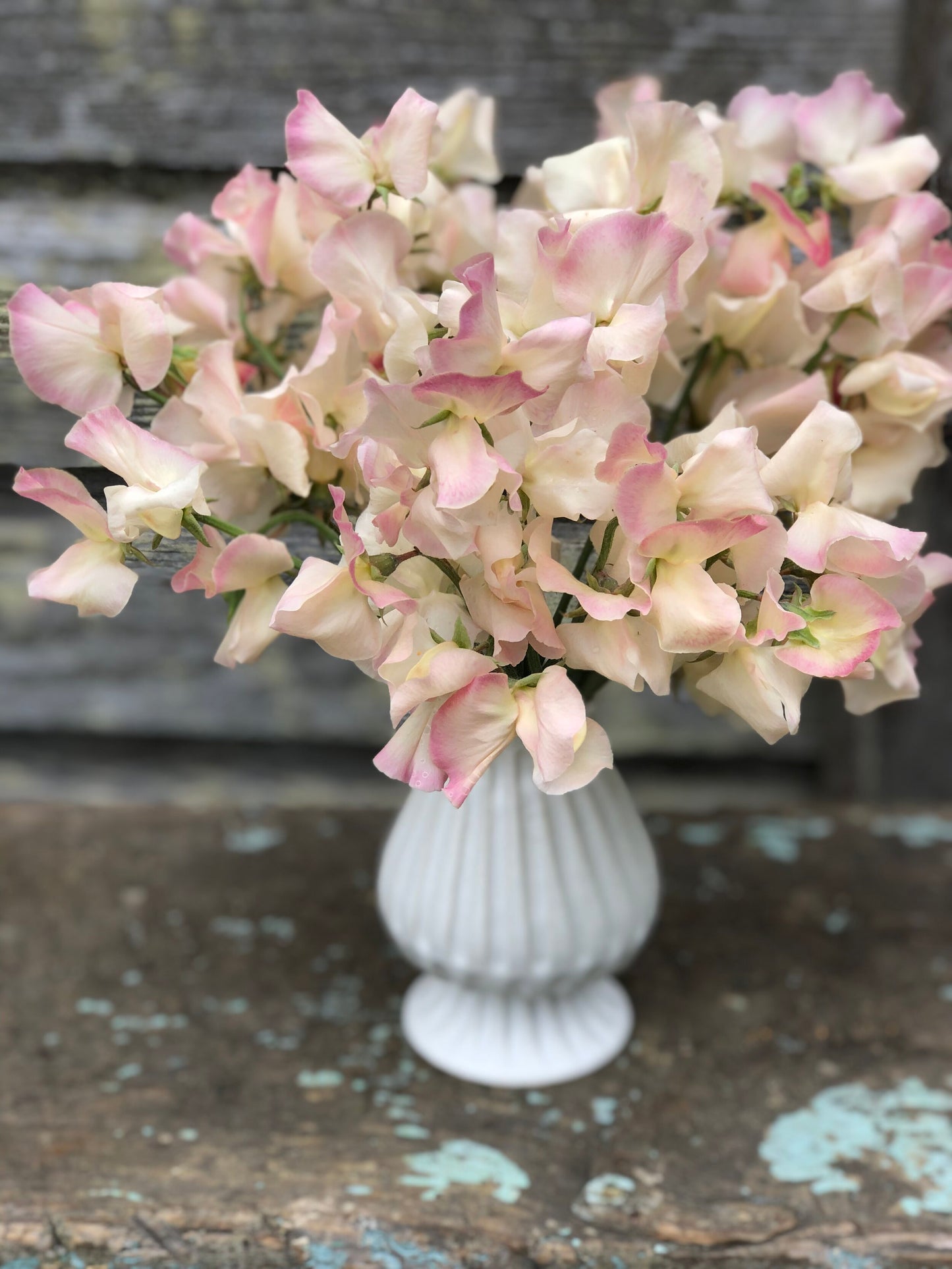 Sweet Pea - Bix