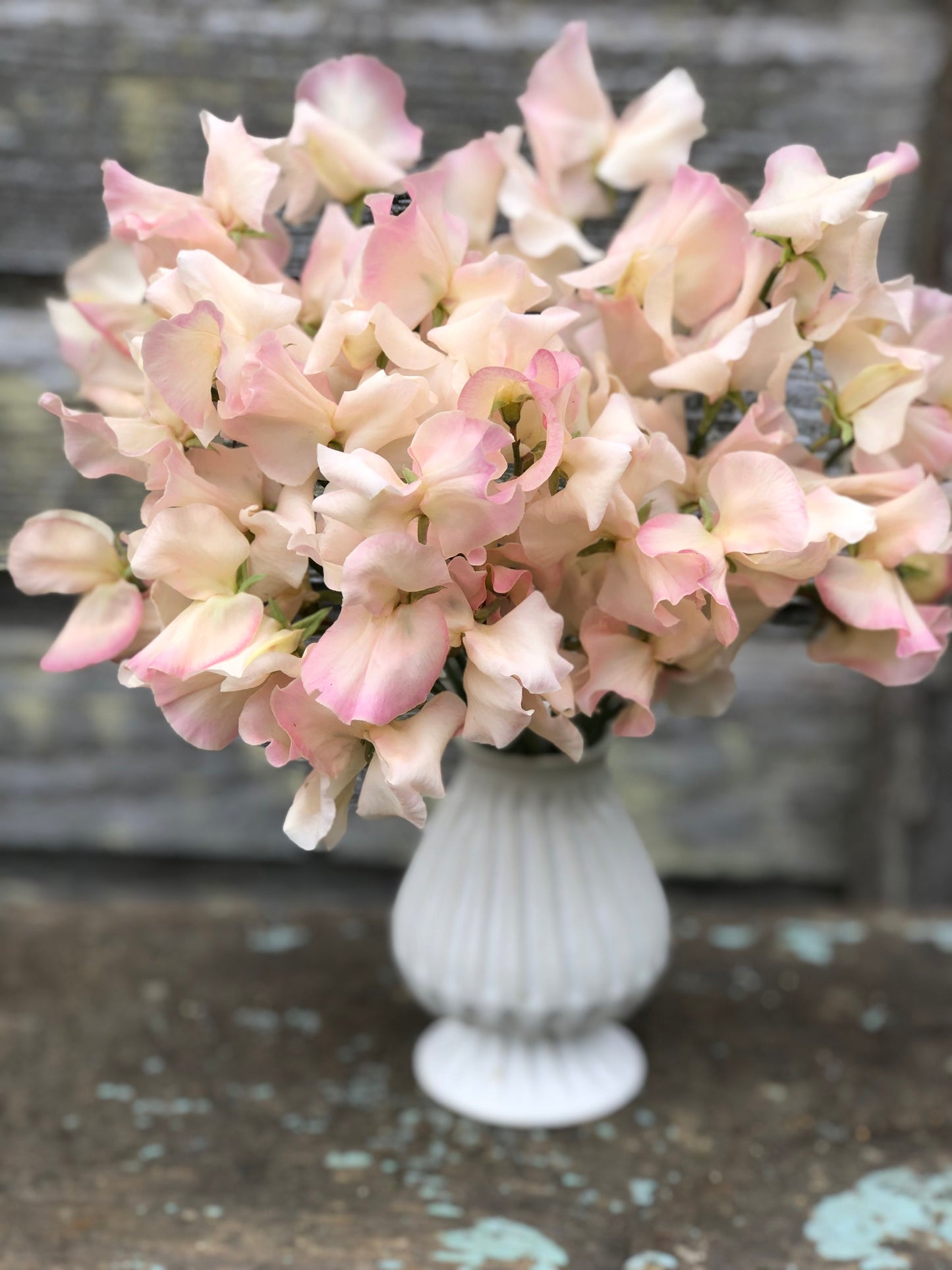 Sweet Pea - Kiera Madeline