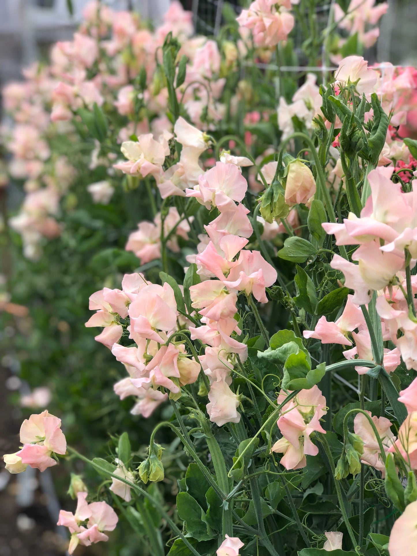 Sweet Pea - Castlewellan