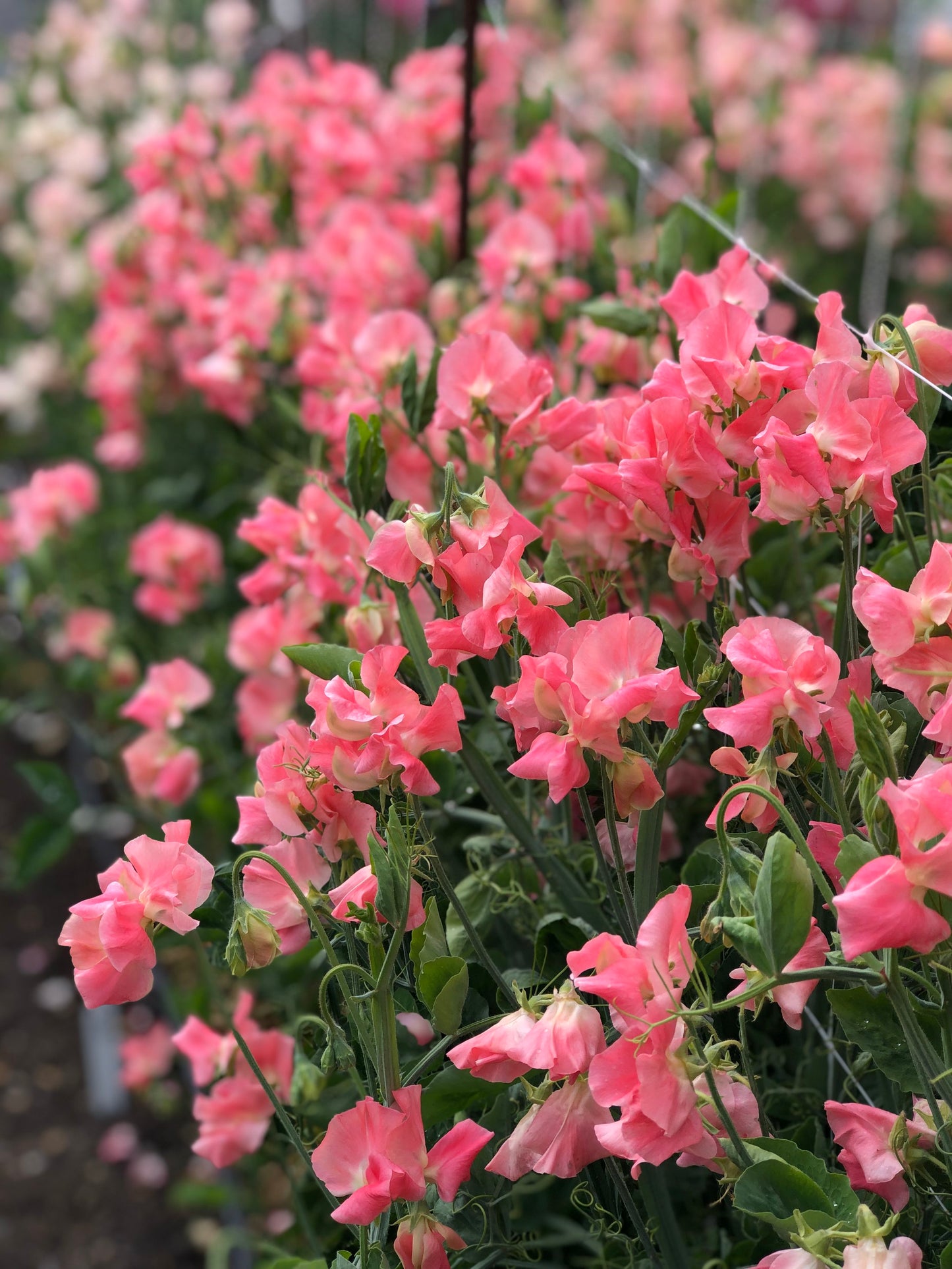 Sweet Pea - William & Catherine