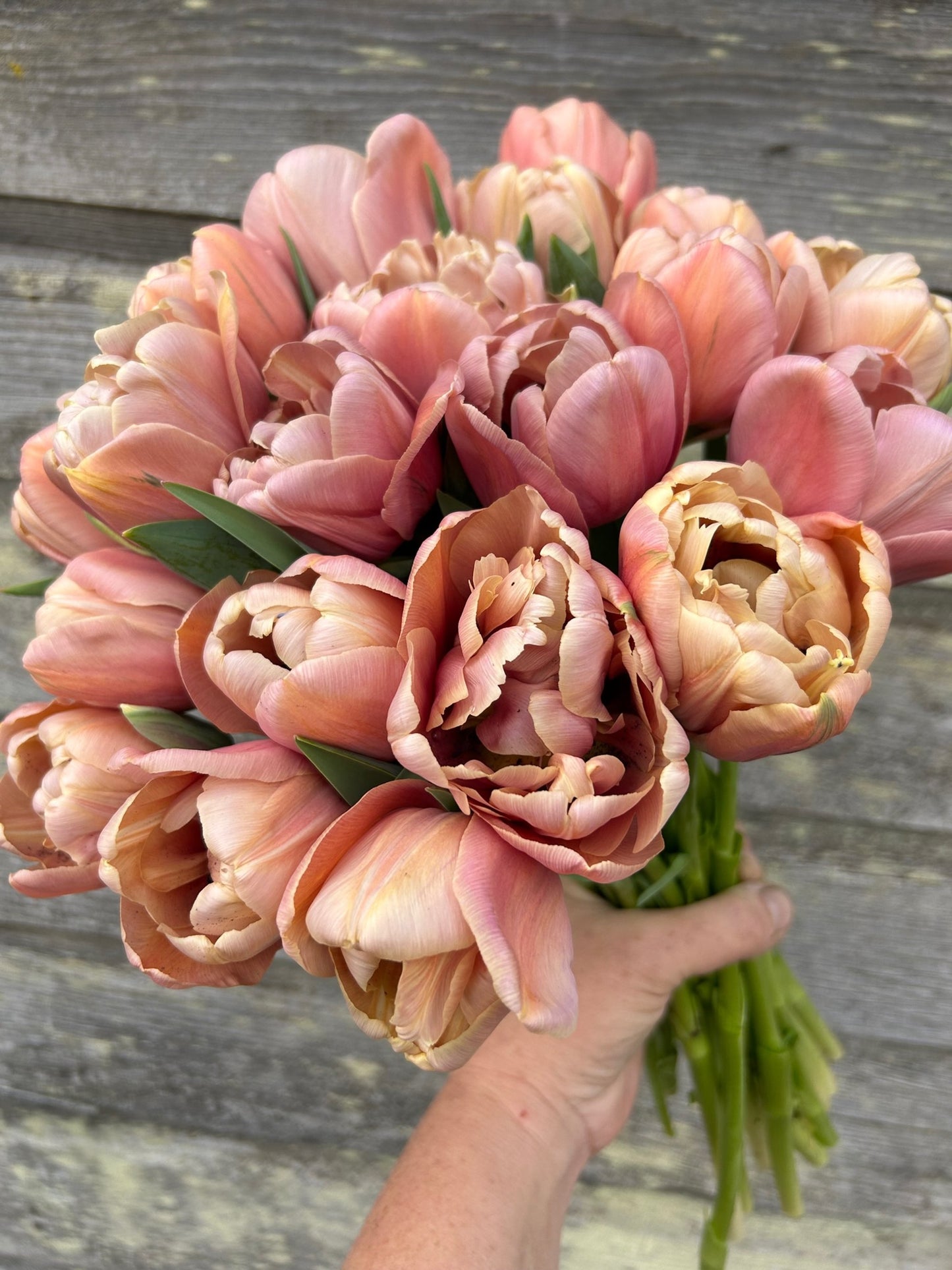 Tulip - La Belle Epoque