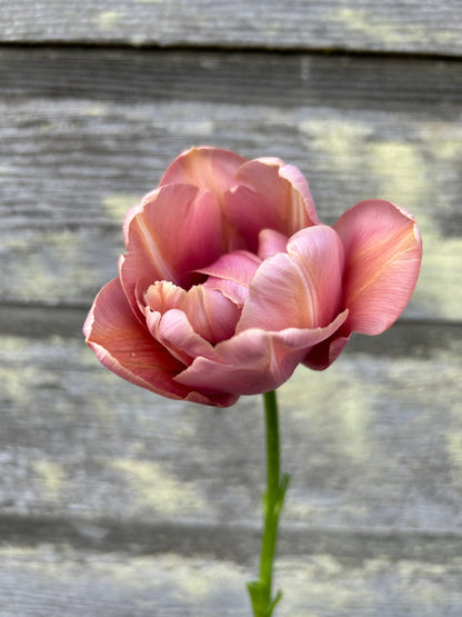 Tulip - La Belle Epoque