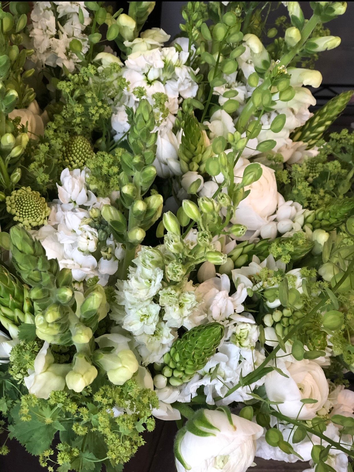 Cress - Pennycress