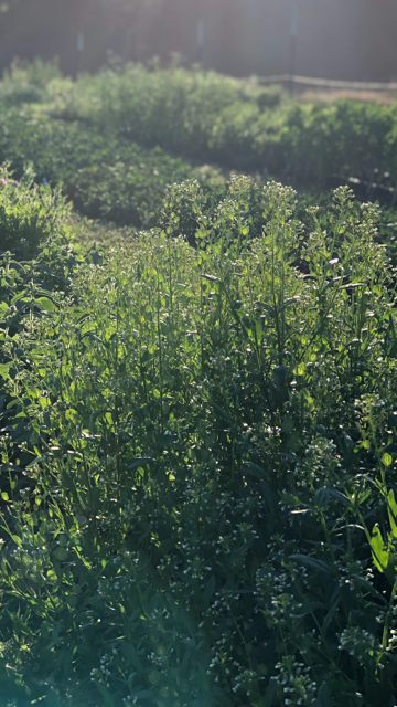 Cress - Pennycress