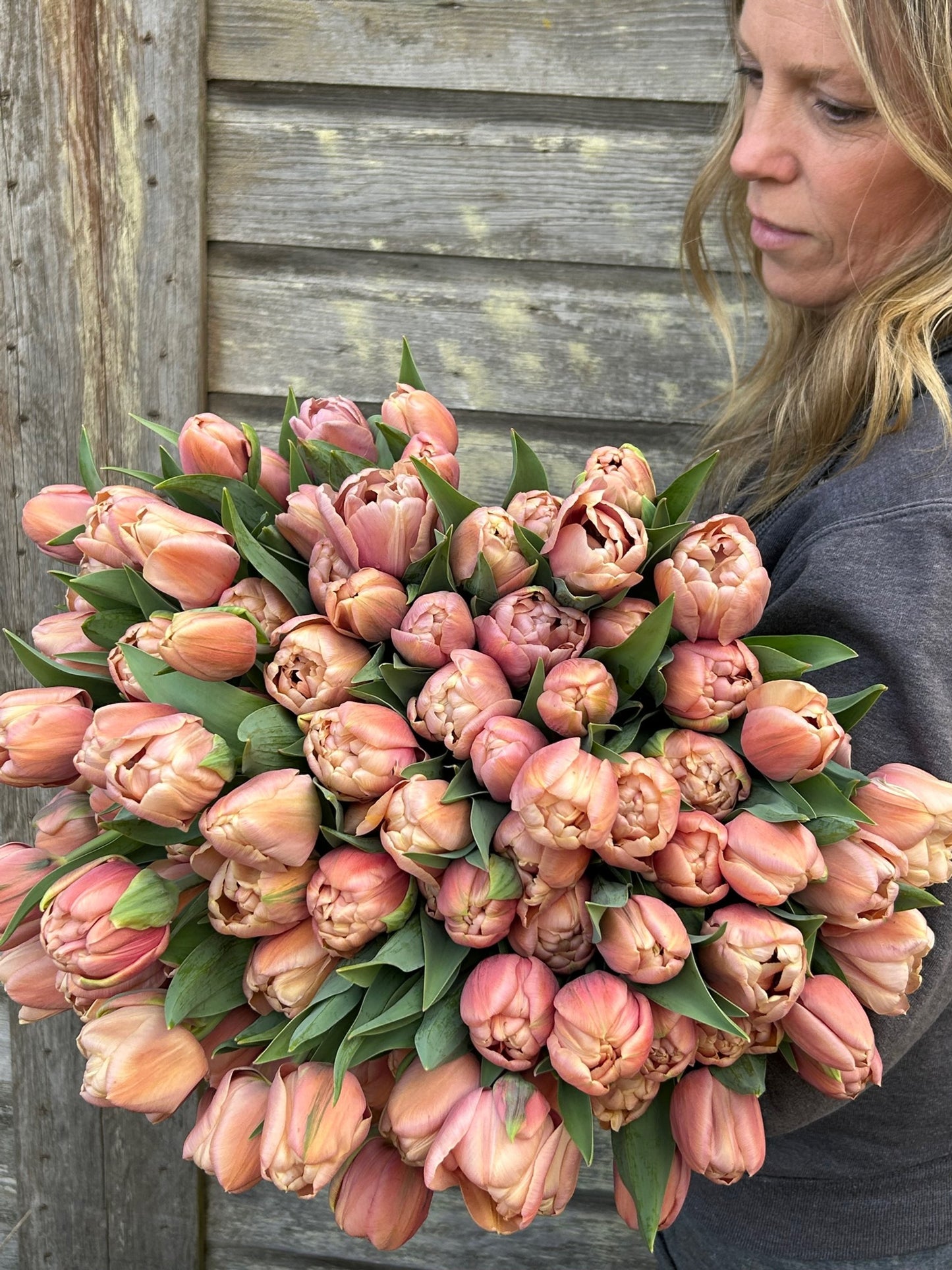 Tulip - La Belle Epoque
