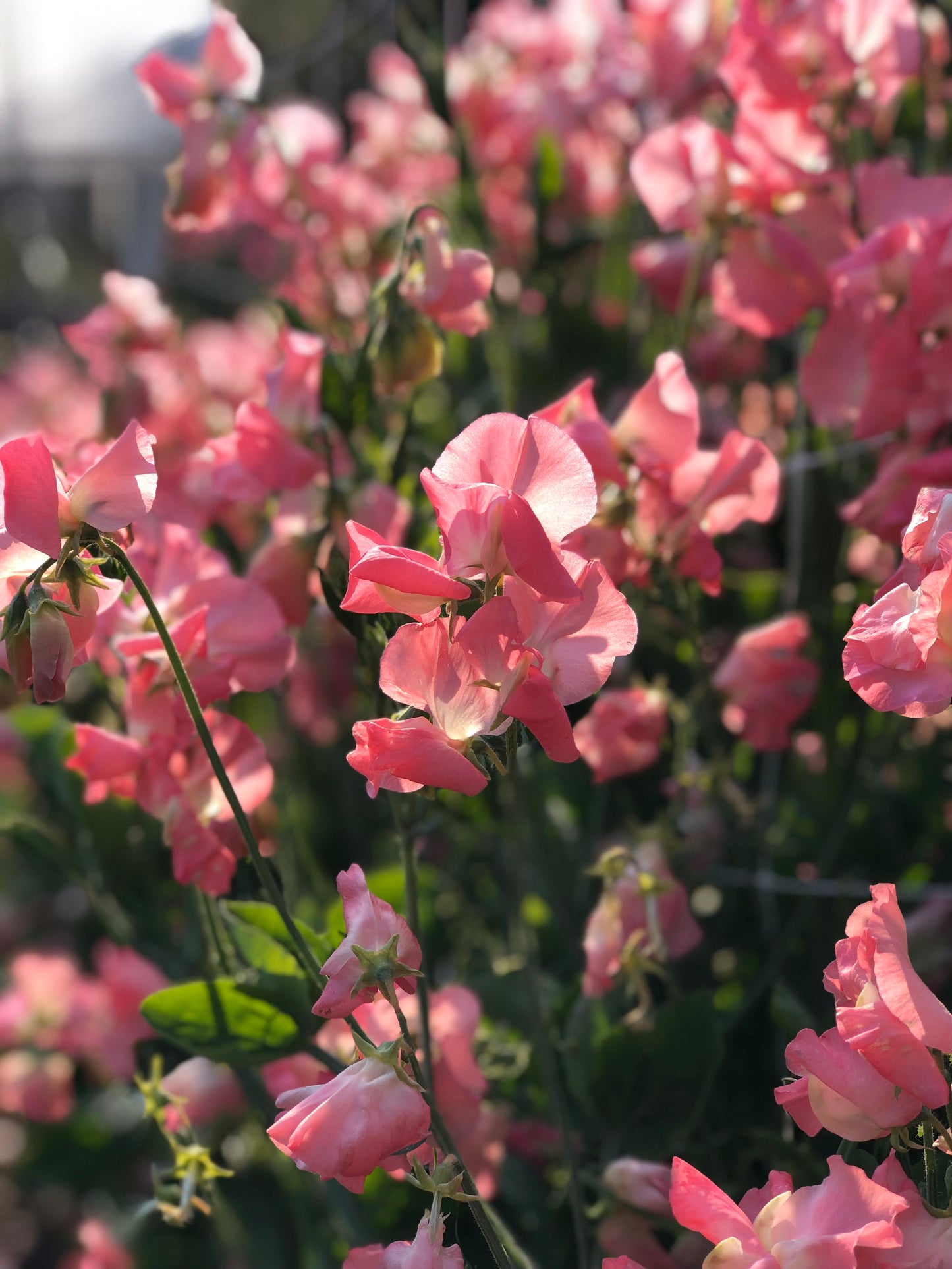 Sweet Pea - Marjorie Carrier