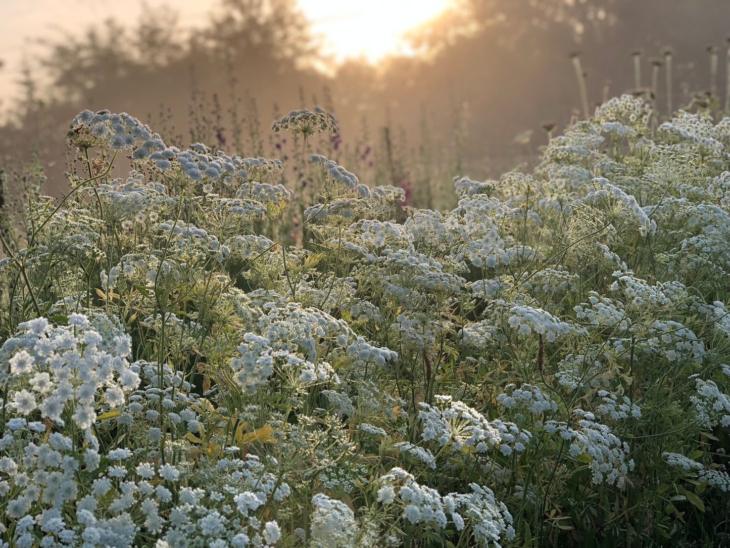 Queen Anne's Lace - Queen of Africa